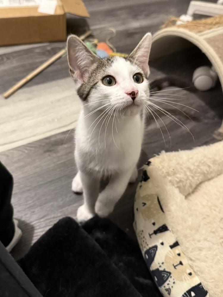 Tommy — thumbnail 6