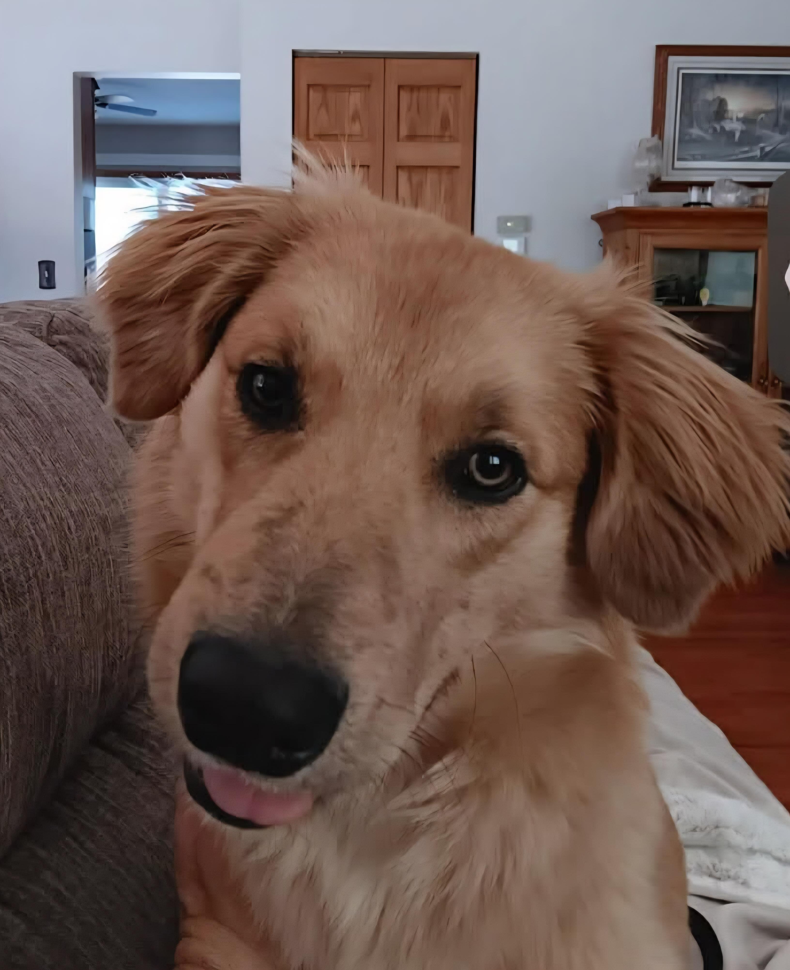 Enlarge Jake, a ADOPTABLE mixed breed in Cedar Rapids, IA image 3/5