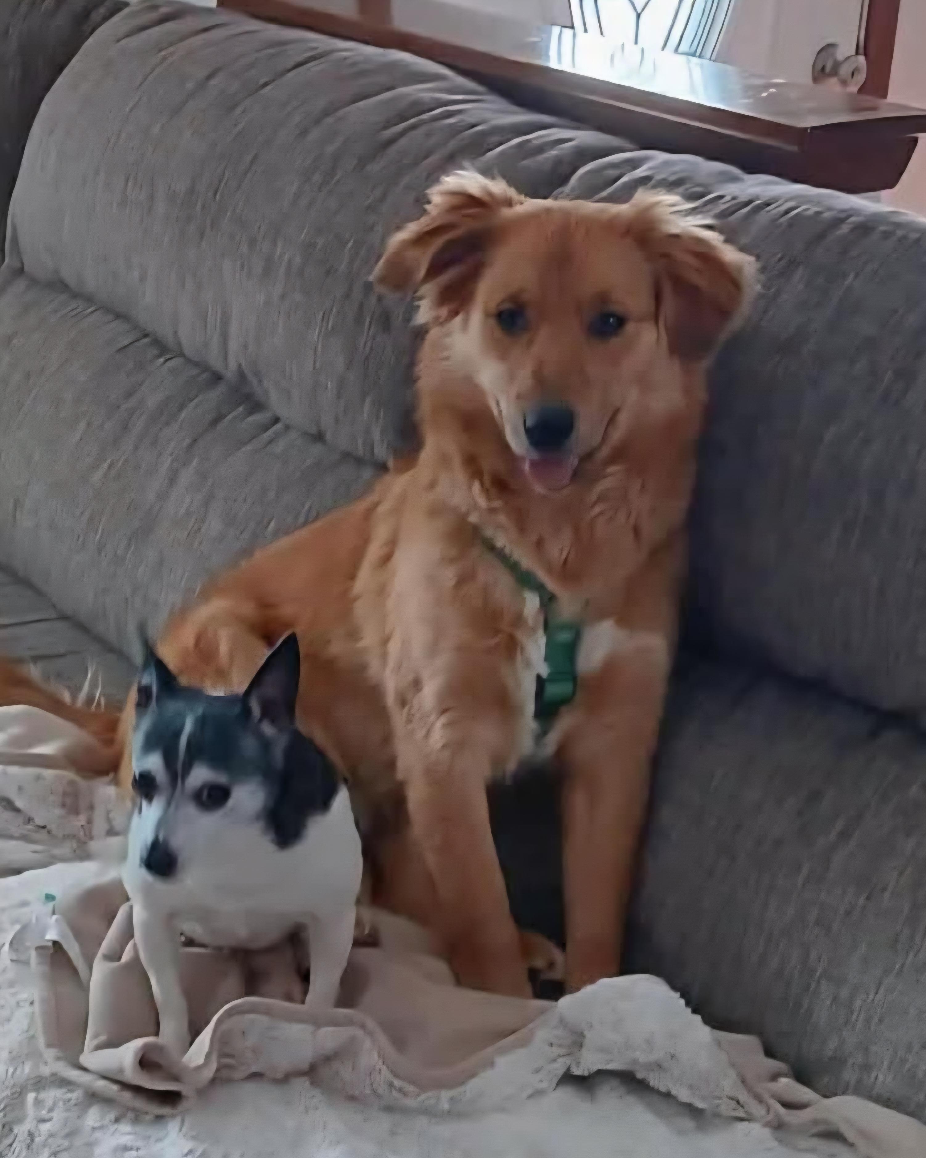 Enlarge Jake, a ADOPTABLE mixed breed in Cedar Rapids, IA image 4/5