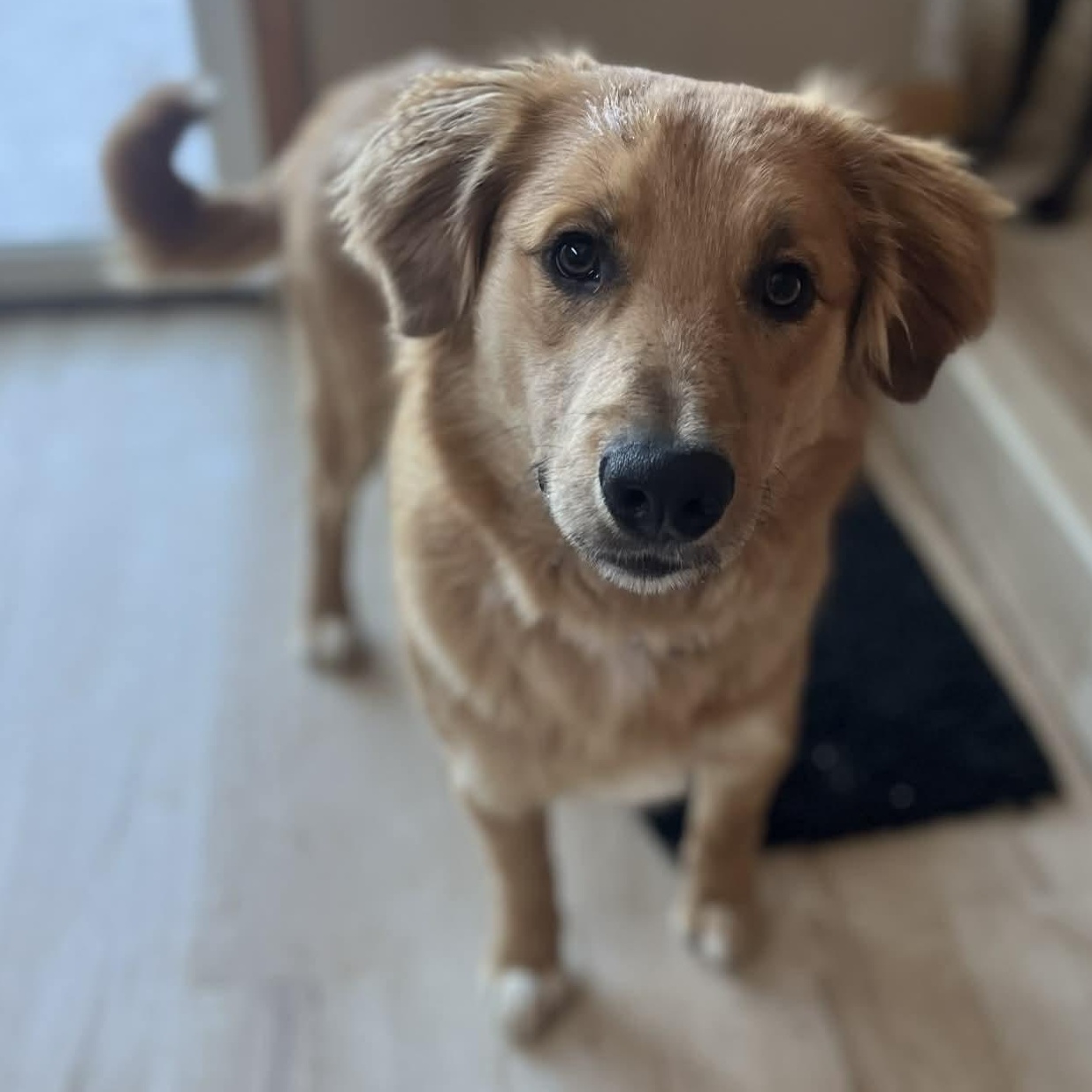 Enlarge Jake, a ADOPTABLE mixed breed in Cedar Rapids, IA image 1/5