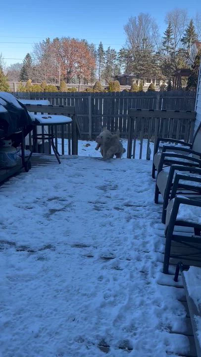 Enlarge Jake, a ADOPTABLE mixed breed in Cedar Rapids, IA video 5/5