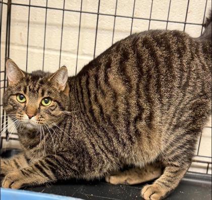 Porch Kitty — thumbnail 2