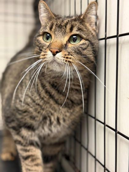 Porch Kitty — thumbnail 3