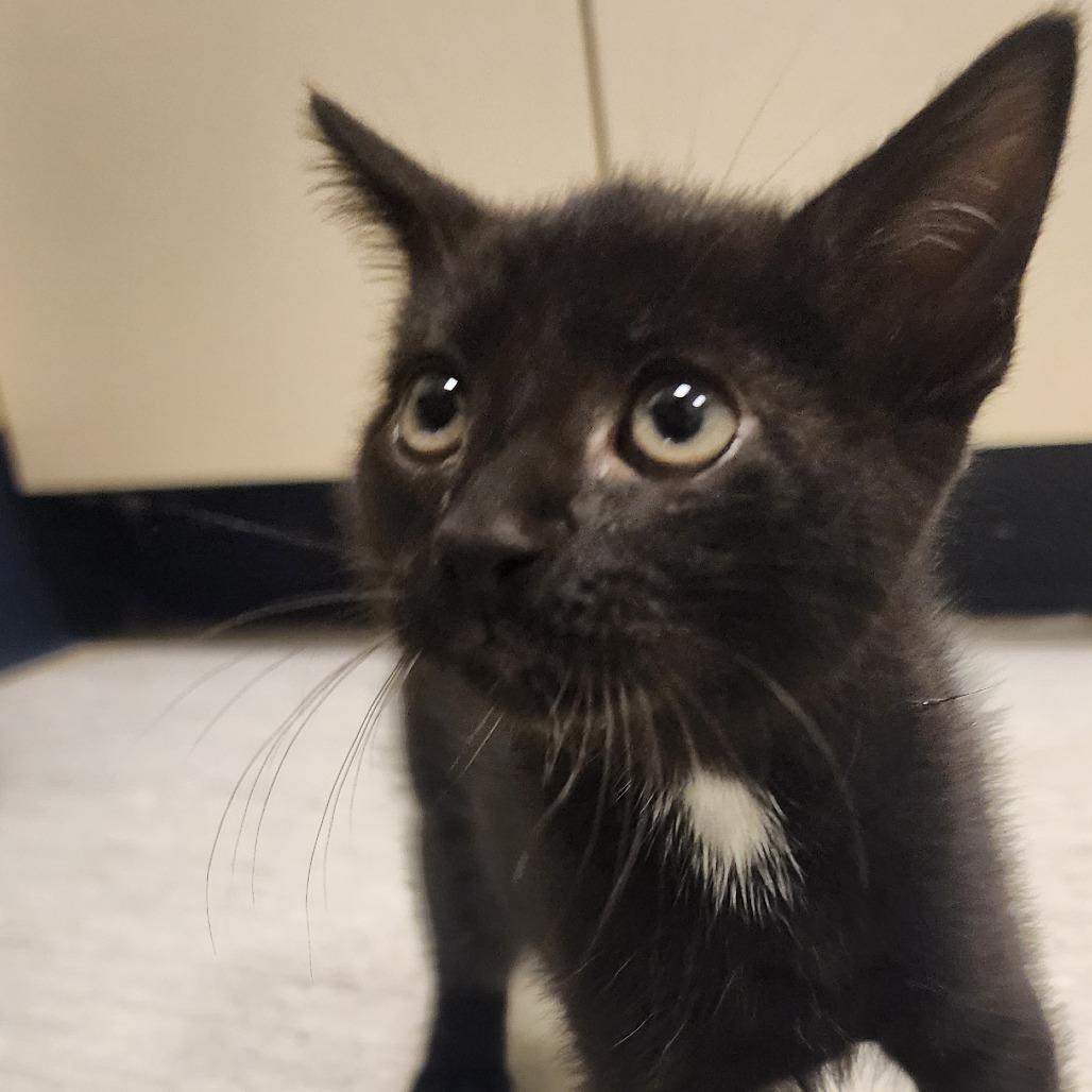 Enlarge Eclipse, a Adoptable Domestic Short Hair in Elizabeth City, NC image 1/1