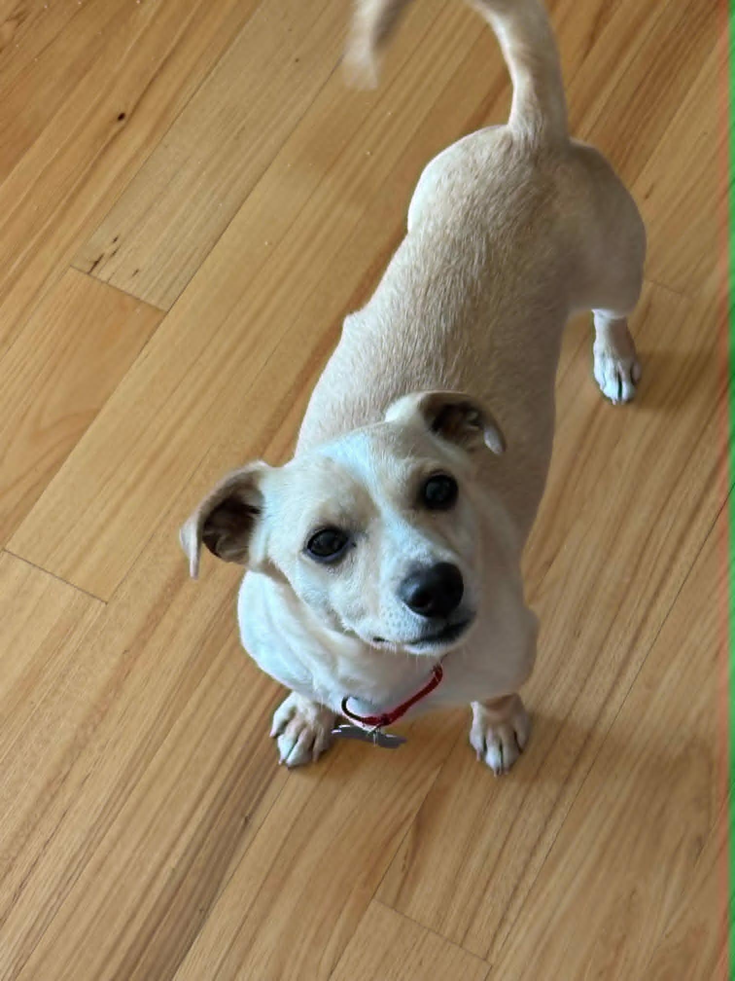 Sal, ADOPTABLE, Young Male Chihuahua.