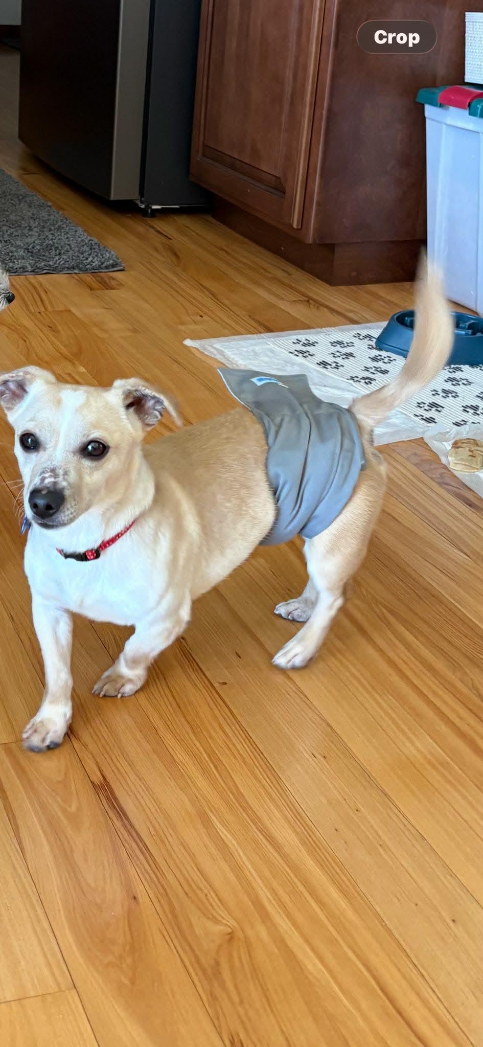 Enlarge Sal, a ADOPTABLE mixed breed in De Pere, WI image 3/4