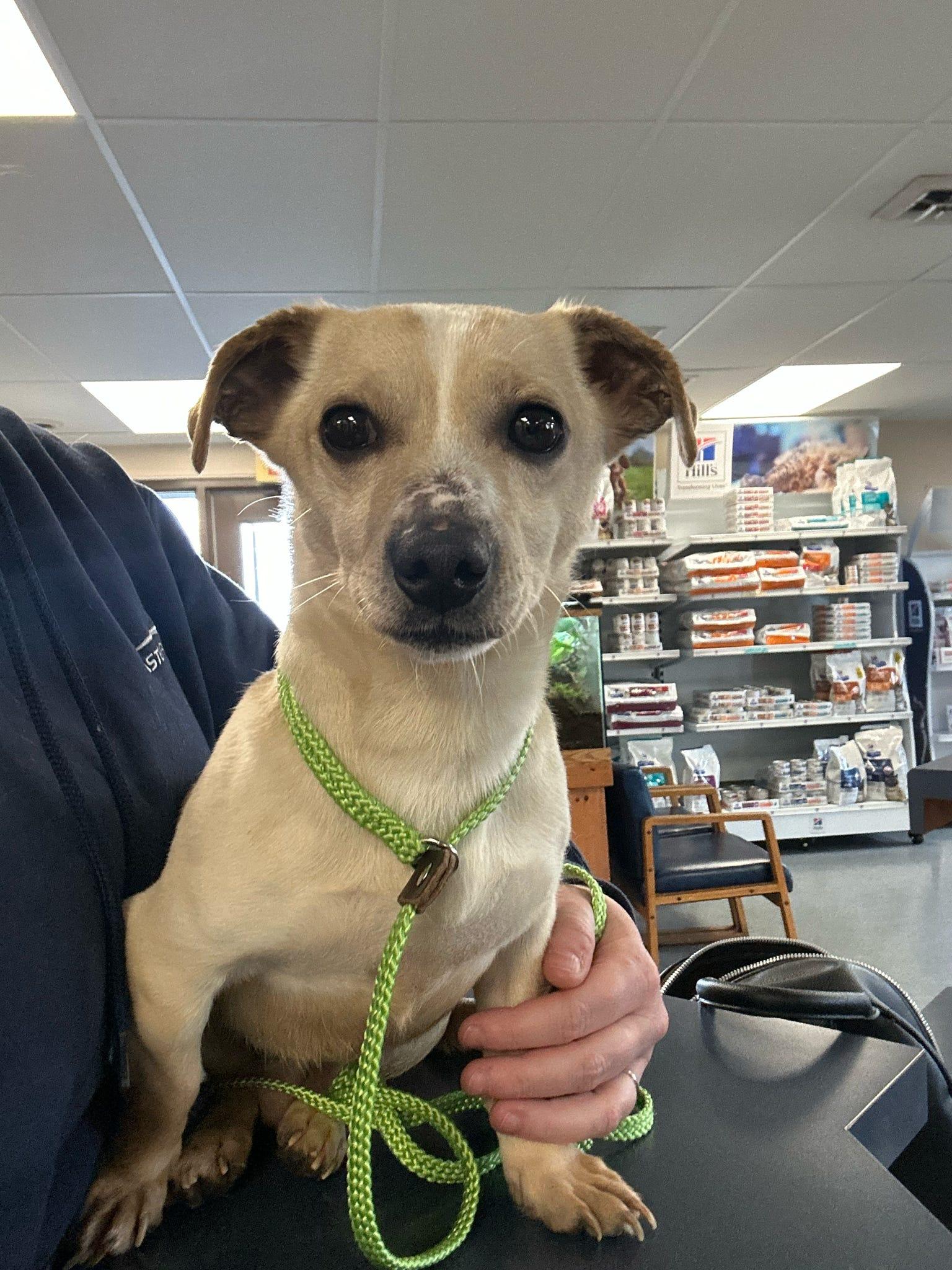 Enlarge Sal, a ADOPTABLE mixed breed in De Pere, WI image 1/4