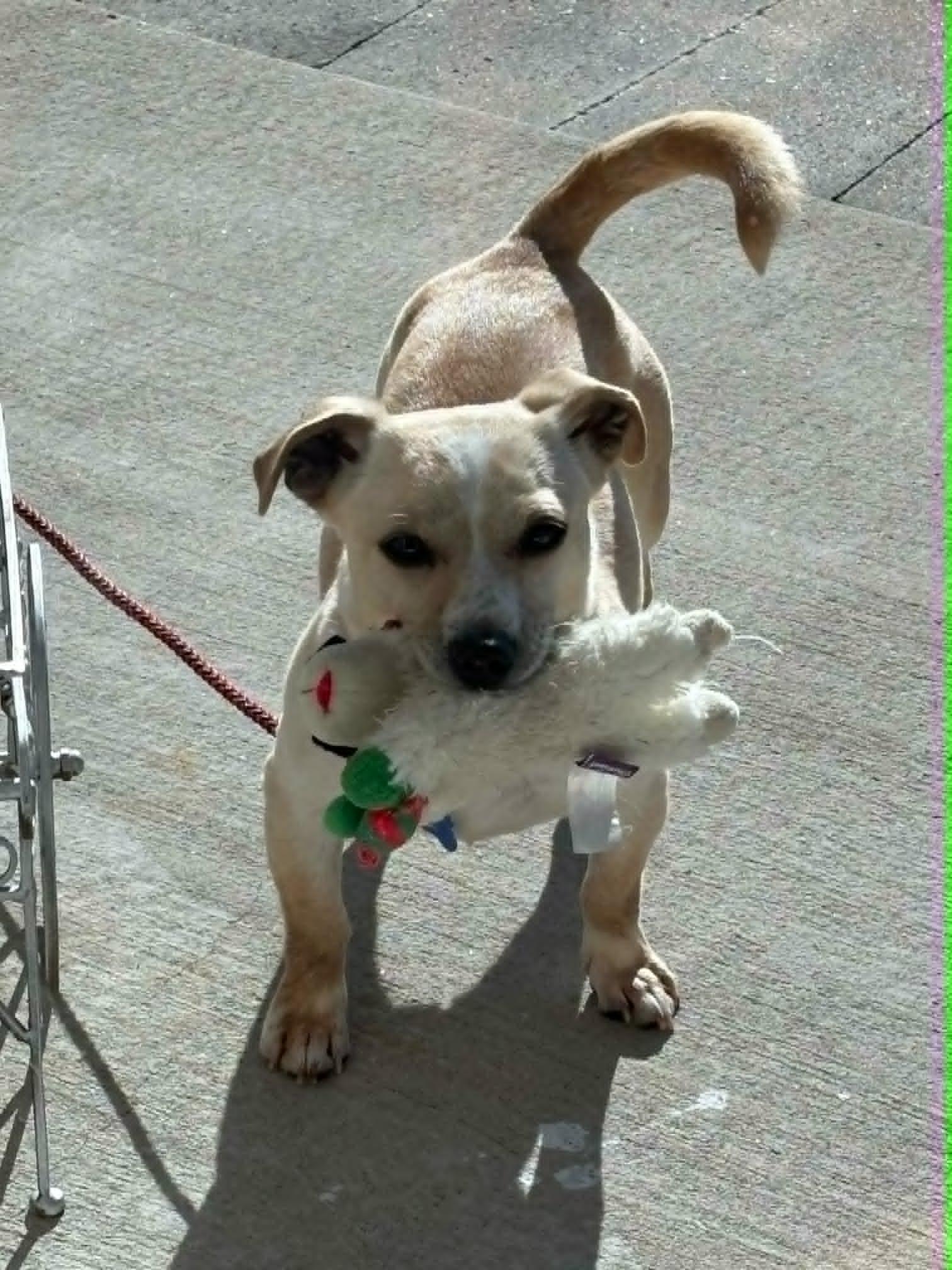 Sal, a ADOPTABLE mixed breed in De Pere, WI image 6/6