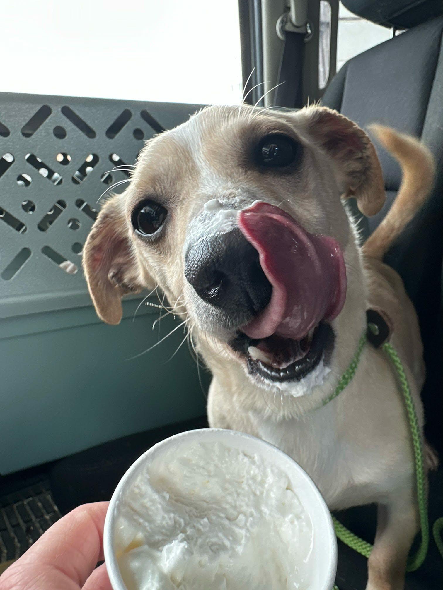 Enlarge Sal, a ADOPTABLE mixed breed in De Pere, WI image 2/4