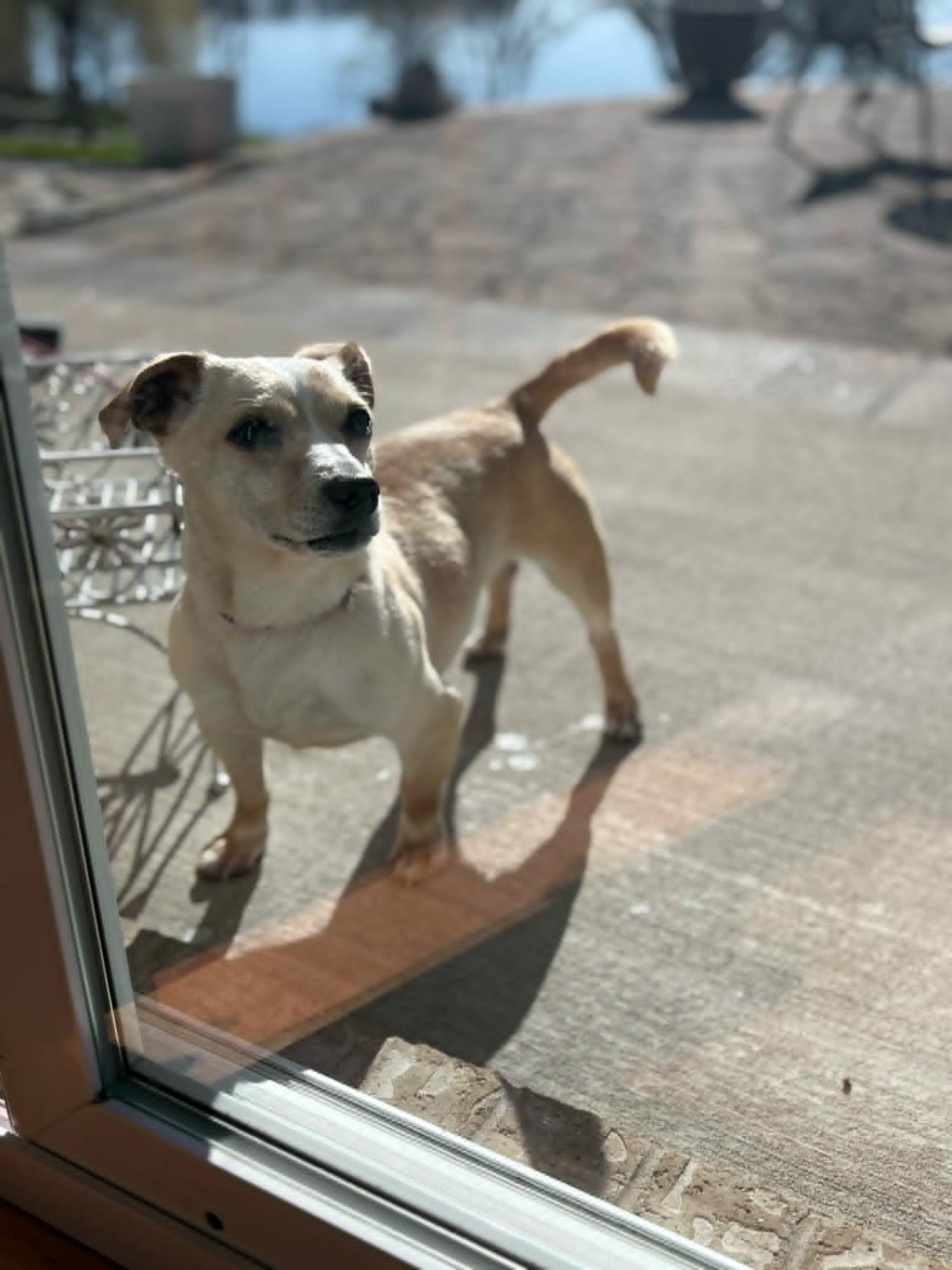 Sal, a ADOPTABLE mixed breed in De Pere, WI image 3/6