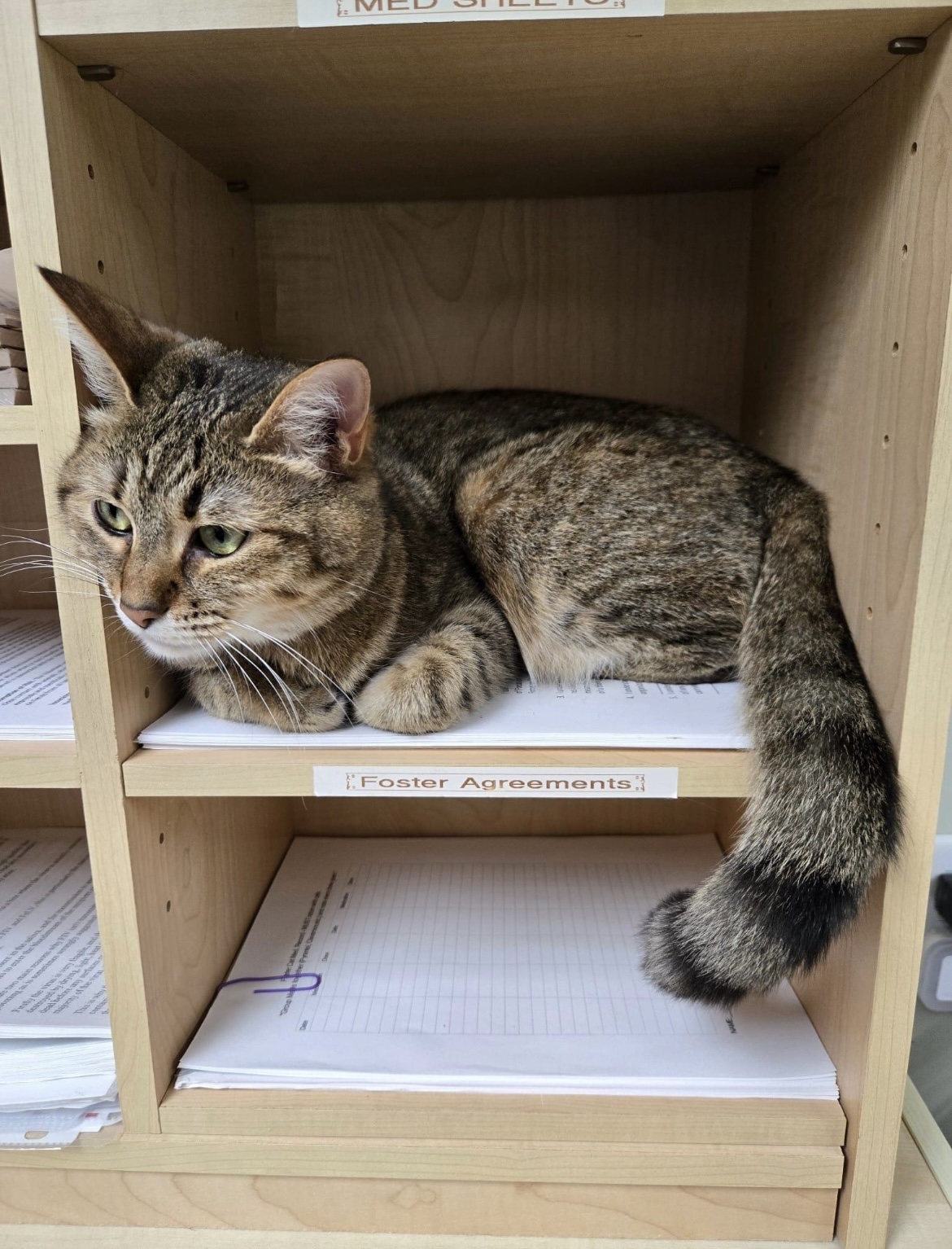 Enlarge Golden, a Adoptable Domestic Short Hair in Grand Rapids, MI image 8/8