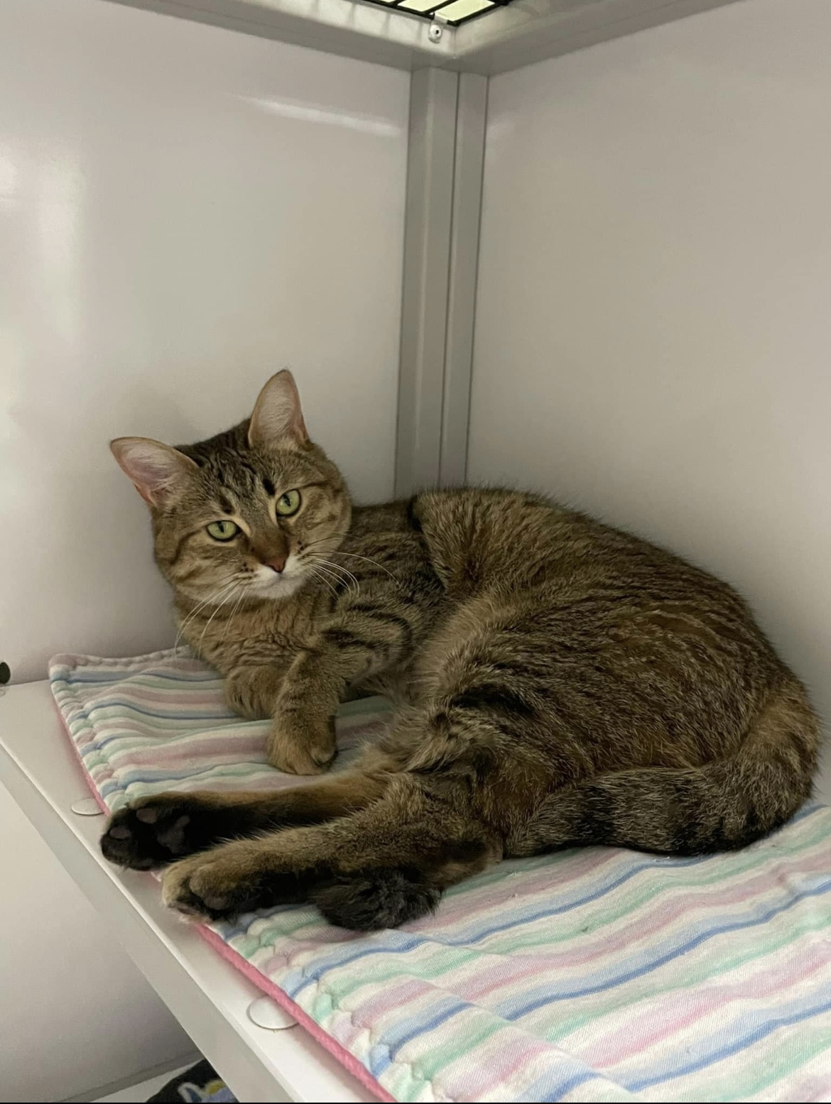 Enlarge Golden, a Adoptable Domestic Short Hair in Grand Rapids, MI image 7/8