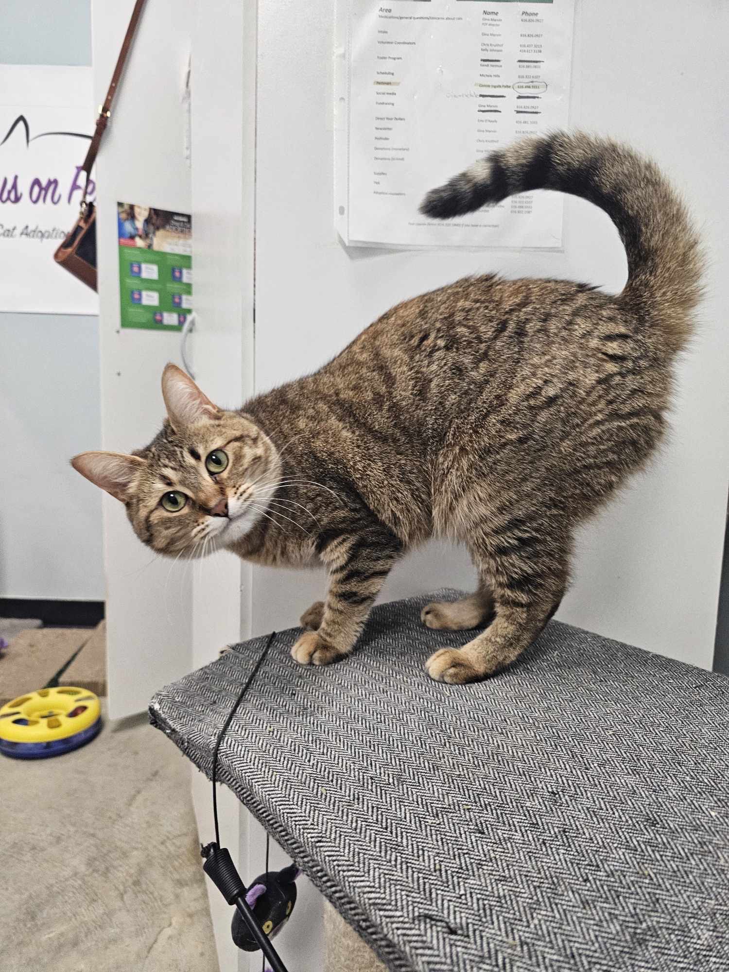 Golden, a Adoptable Domestic Short Hair in Grand Rapids, MI image 3/8