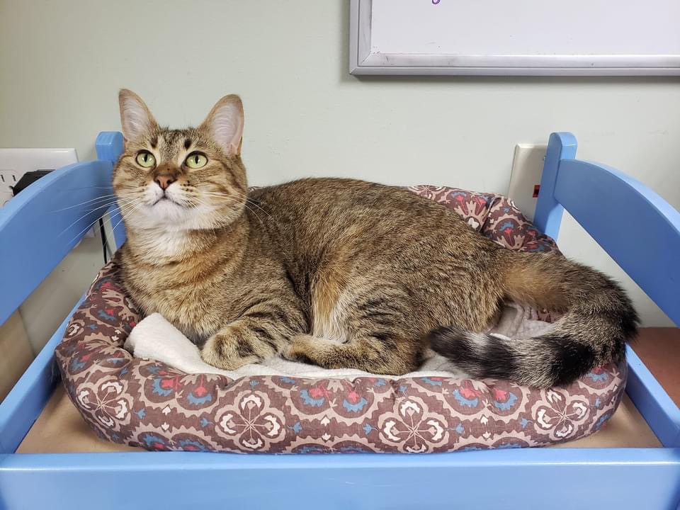 Golden, a Adoptable Domestic Short Hair in Grand Rapids, MI image 5/8