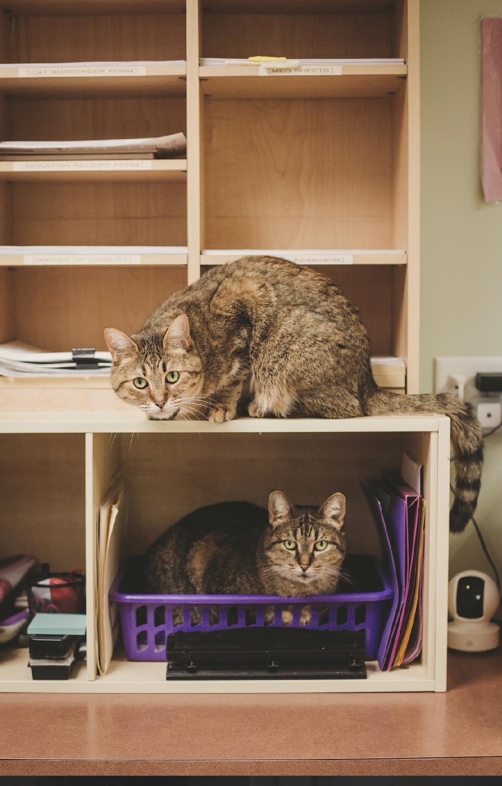 Golden, Adoptable, Adult Female Domestic Short Hair.