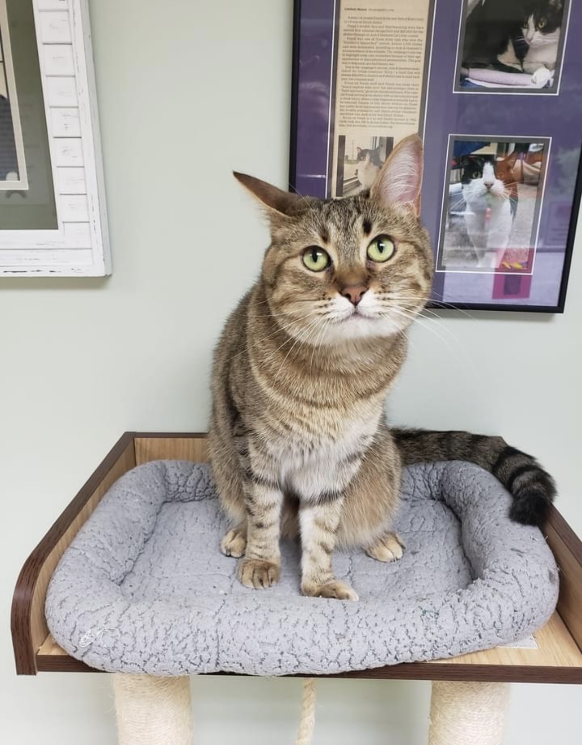 Golden, a Adoptable Domestic Short Hair in Grand Rapids, MI image 2/8