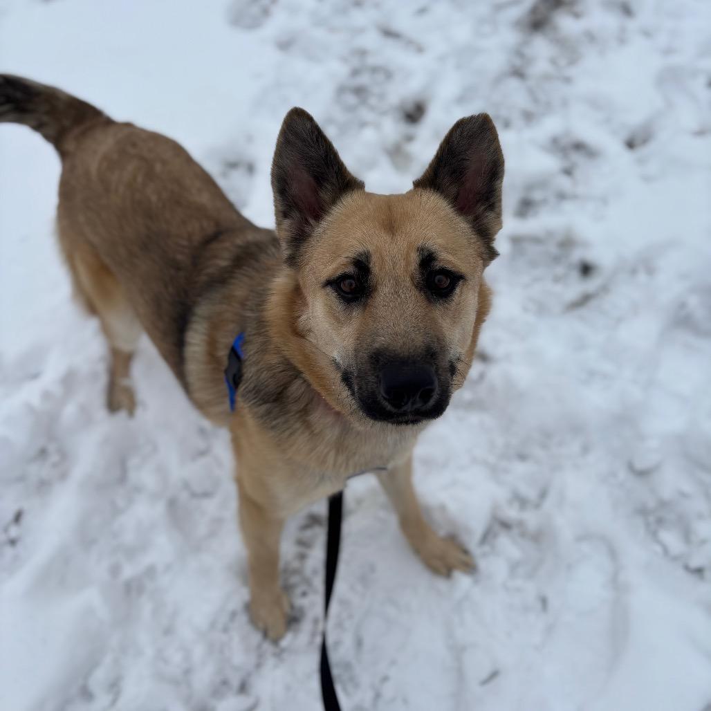 Hampton, Adoptable, Adult Male Shepherd.
