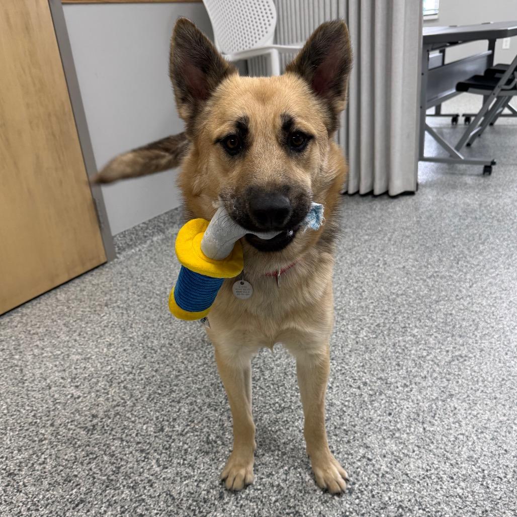 Hampton, a Adoptable mixed breed in Brookfield, WI image 2/6