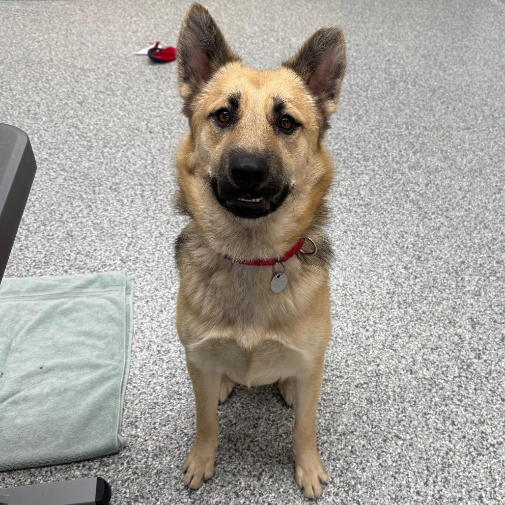 Hampton, a Adoptable mixed breed in Brookfield, WI image 3/6