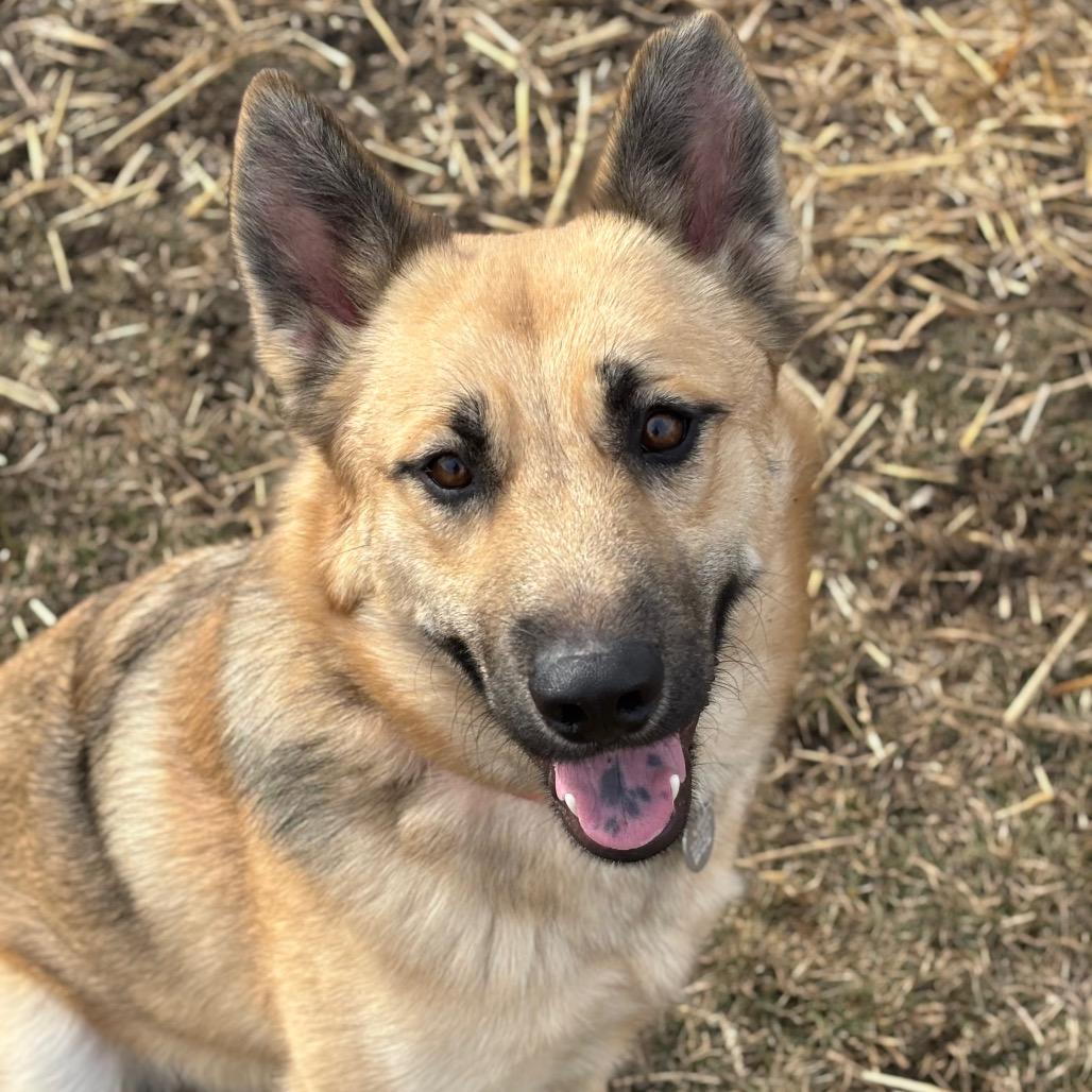 Hampton, a Adoptable mixed breed in Brookfield, WI image 4/6