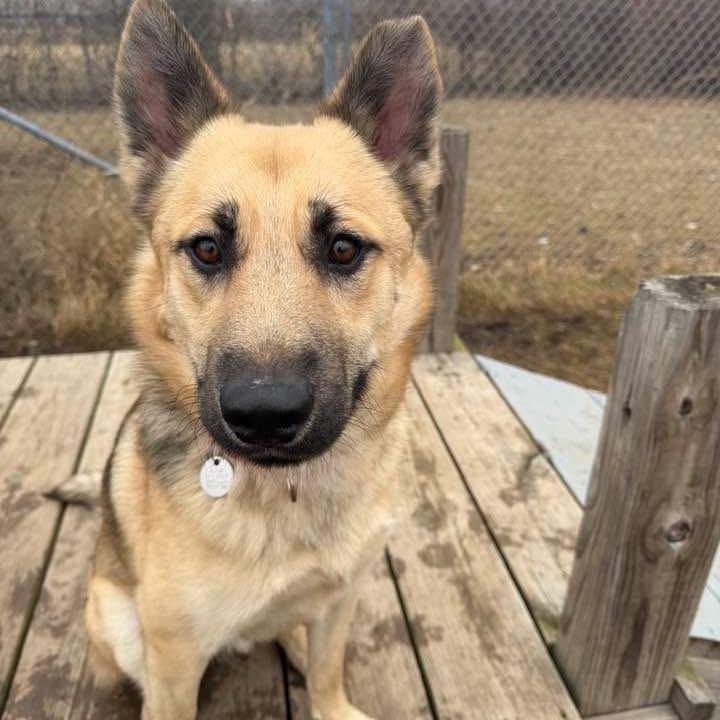Hampton, a Adoptable mixed breed in Brookfield, WI image 5/6