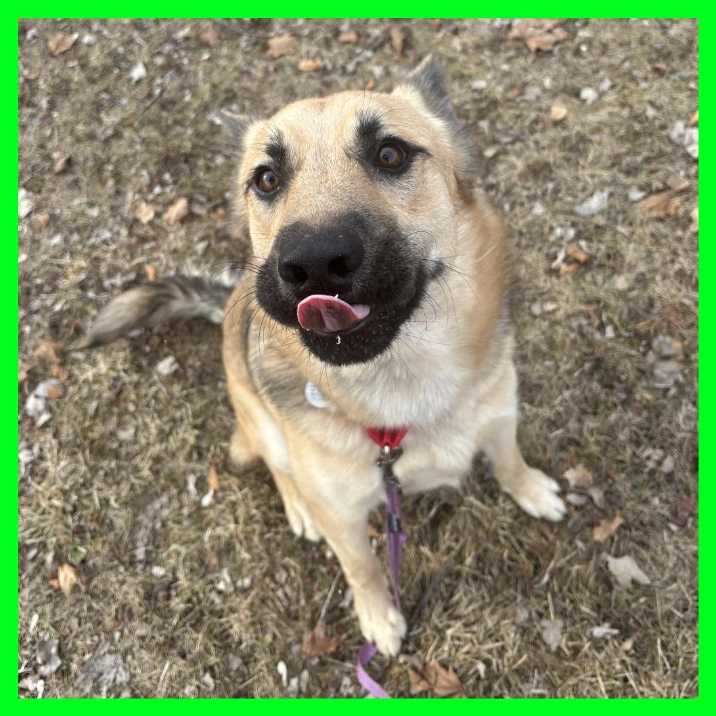 Hampton, a Adoptable mixed breed in Brookfield, WI image 6/6