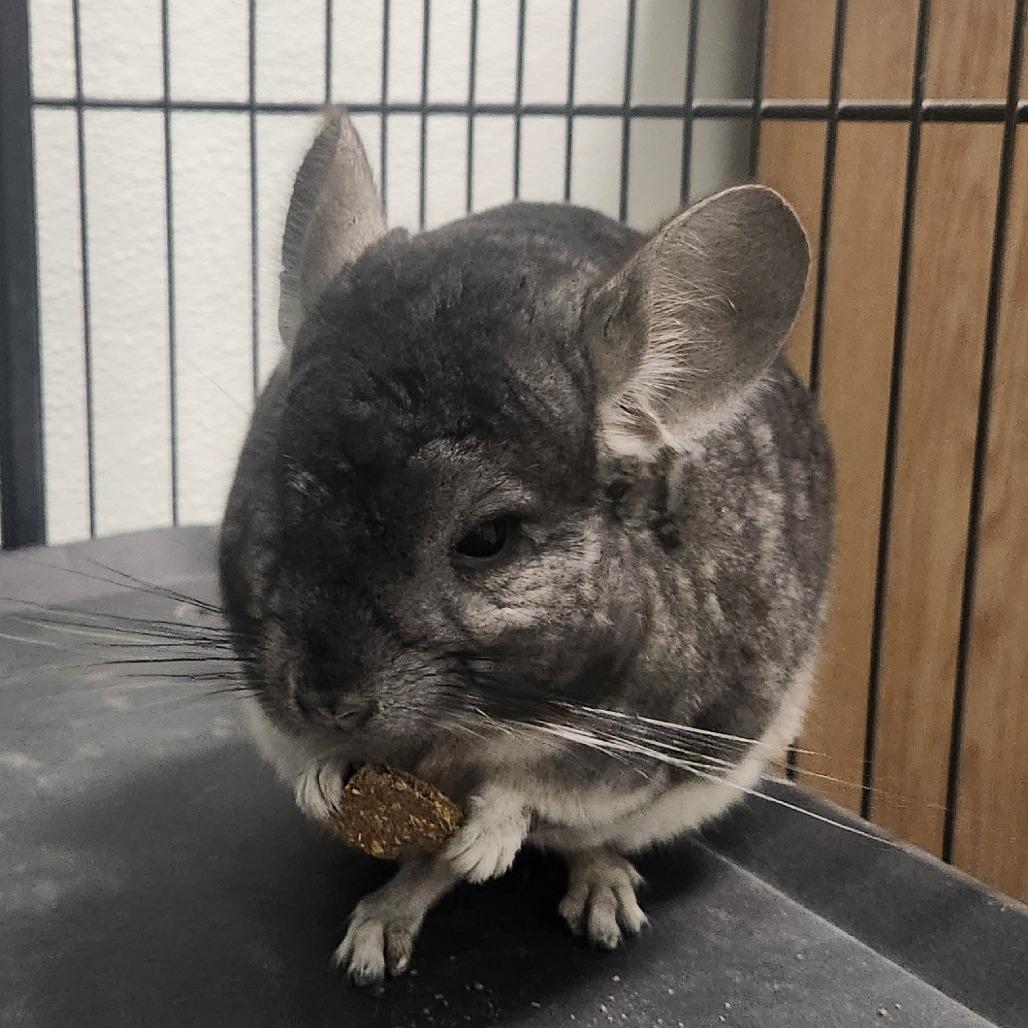 Asher, Adoptable, Young Male Chinchilla.