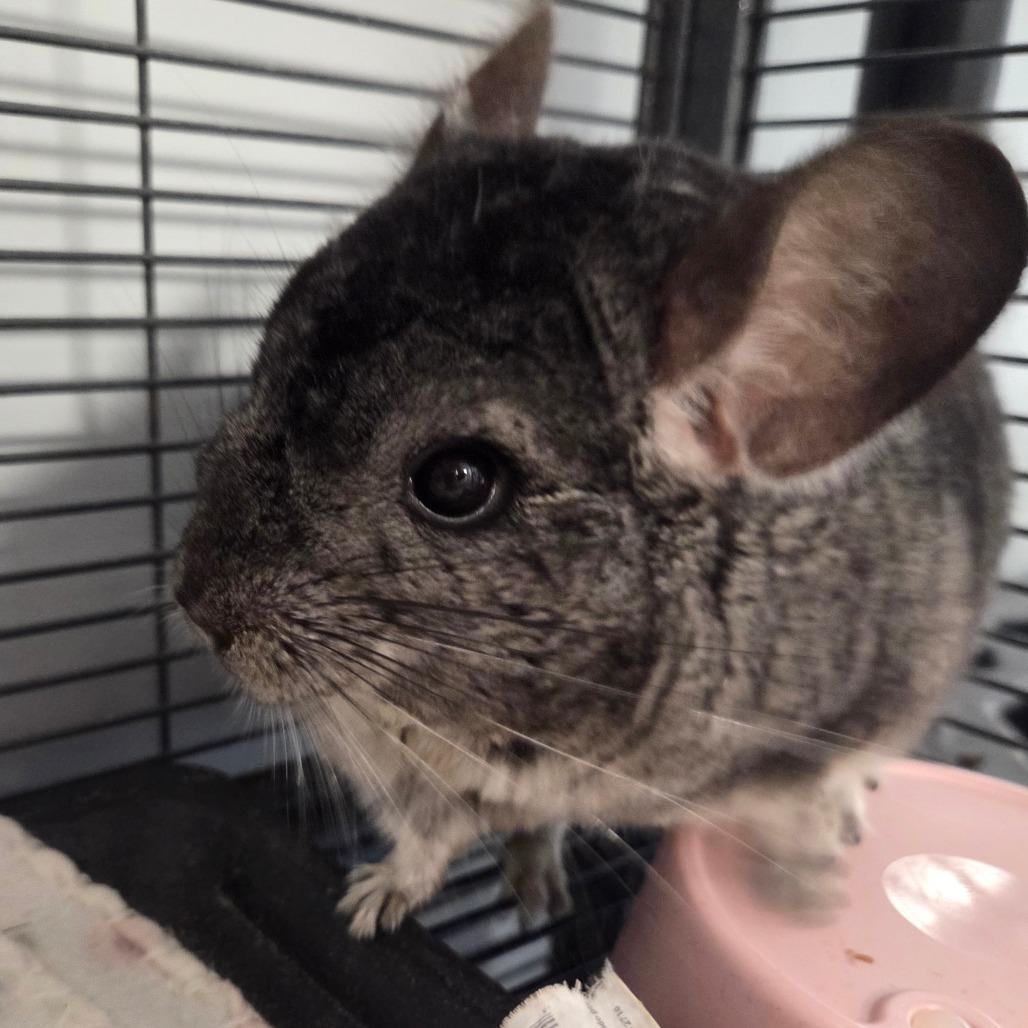 Enlarge Asher, a Adoptable Chinchilla in Watertown, NY image 1/2