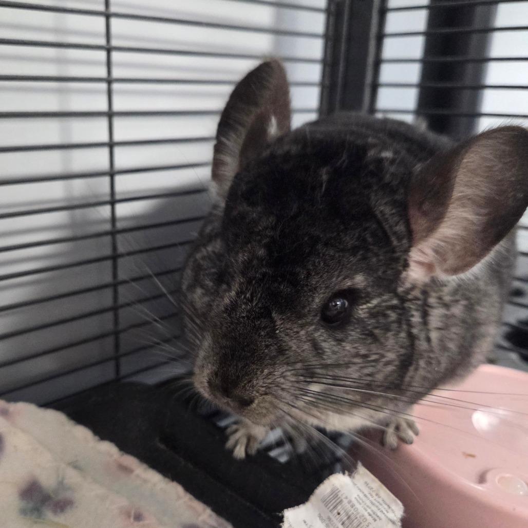 Enlarge Asher, a Adoptable Chinchilla in Watertown, NY image 2/2
