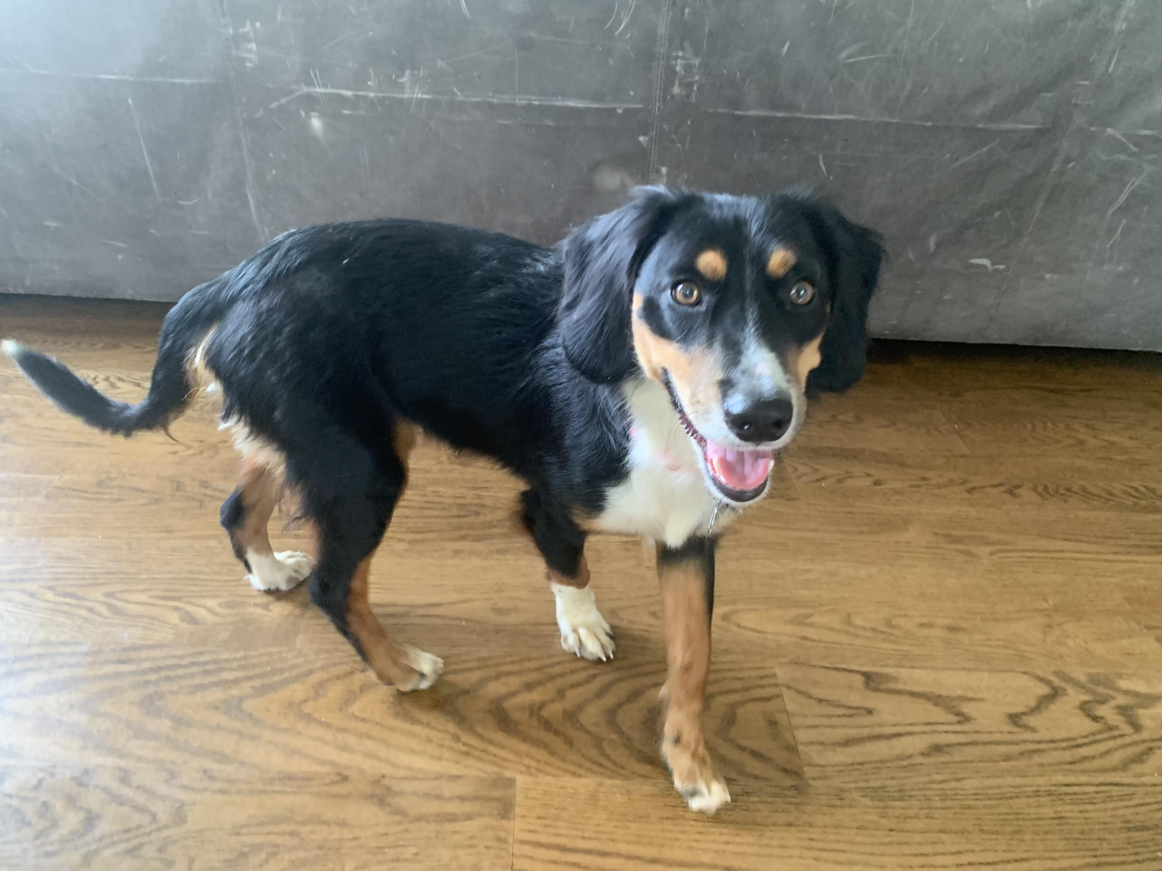 Enlarge Larry, an adopted mixed breed in Aurora, IL image 2/6