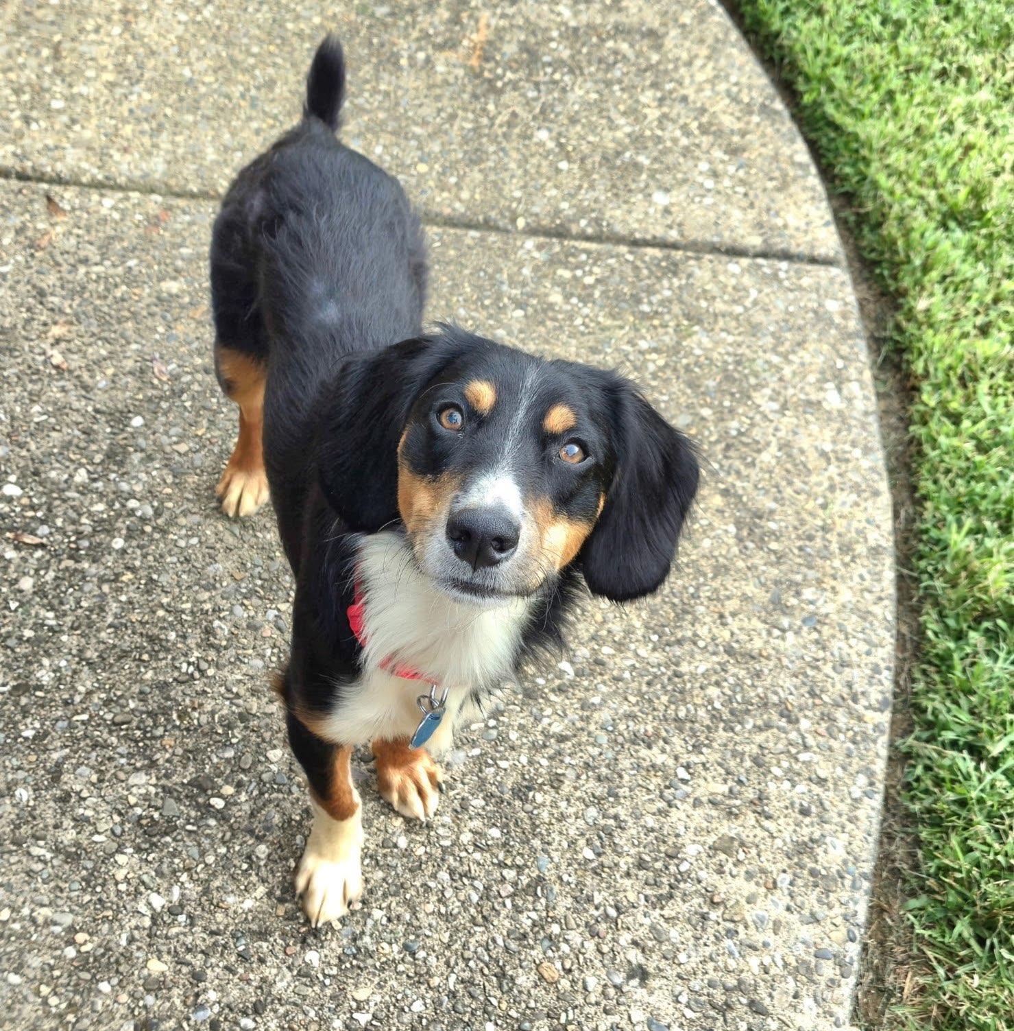 Enlarge Larry, an adopted mixed breed in Aurora, IL image 5/6