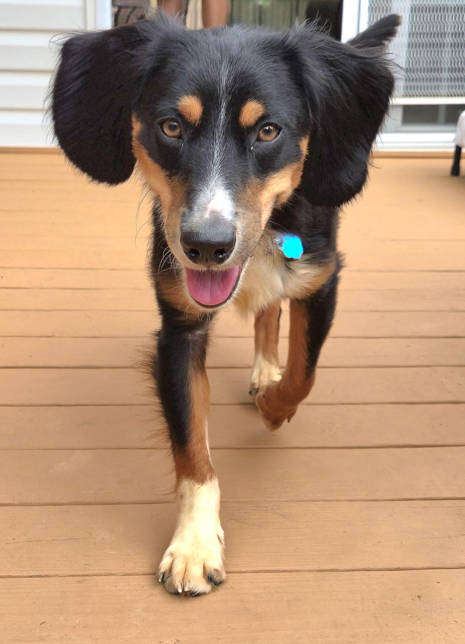 Larry, adopted, Adult Male Beagle & Spaniel.