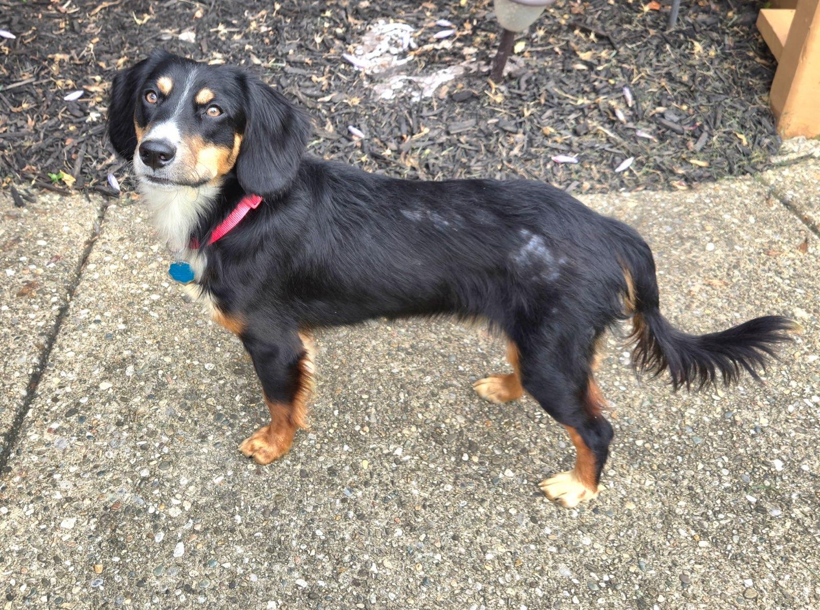 Enlarge Larry, an adopted mixed breed in Aurora, IL image 4/6