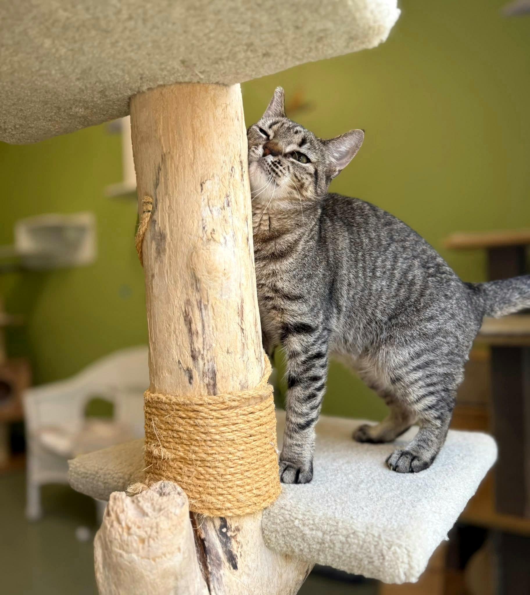 Enlarge Maisie, a ADOPTABLE Domestic Short Hair in Kirkland, WA image 2/5