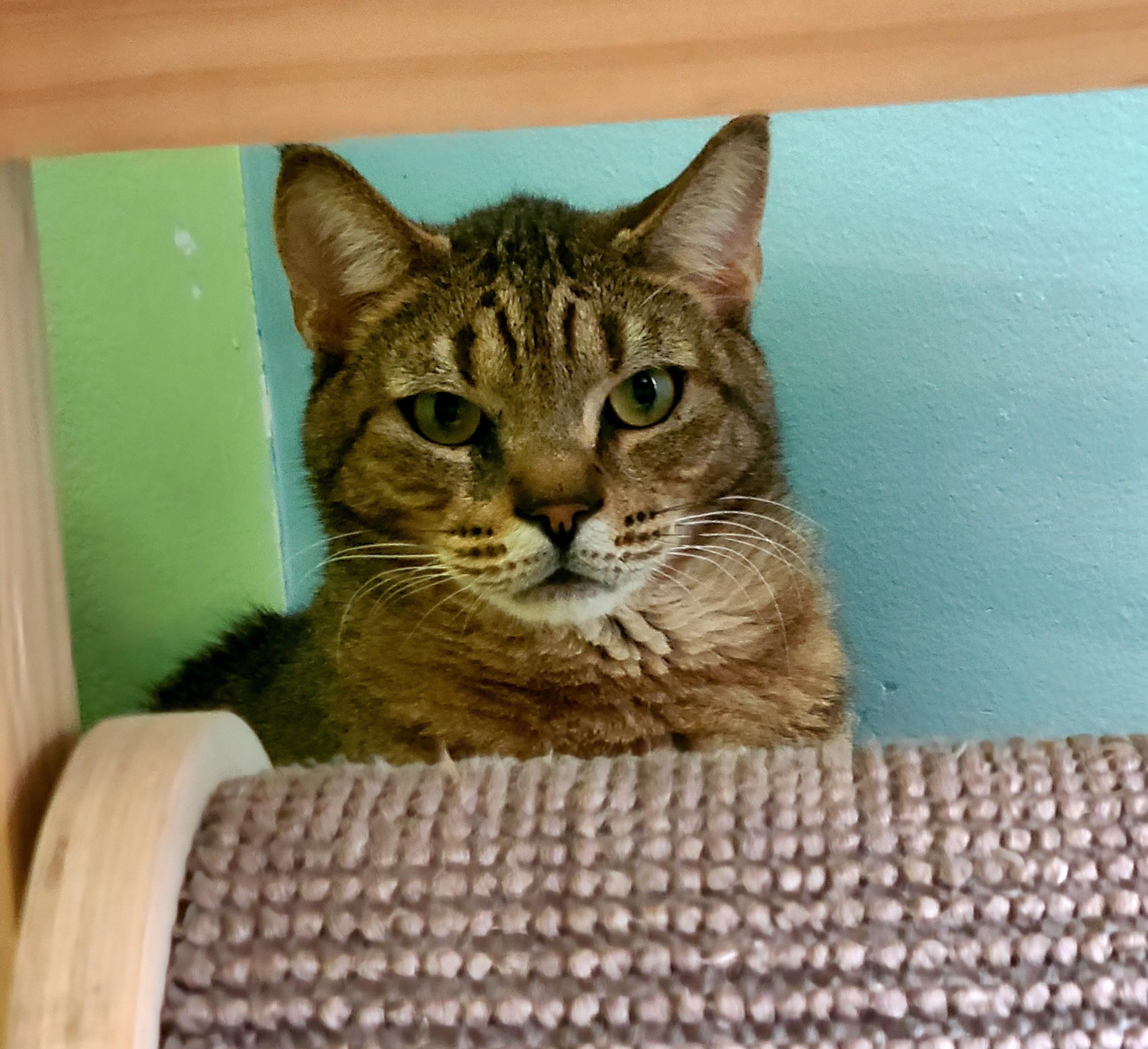 Enlarge Maisie, a ADOPTABLE Domestic Short Hair in Kirkland, WA image 1/2
