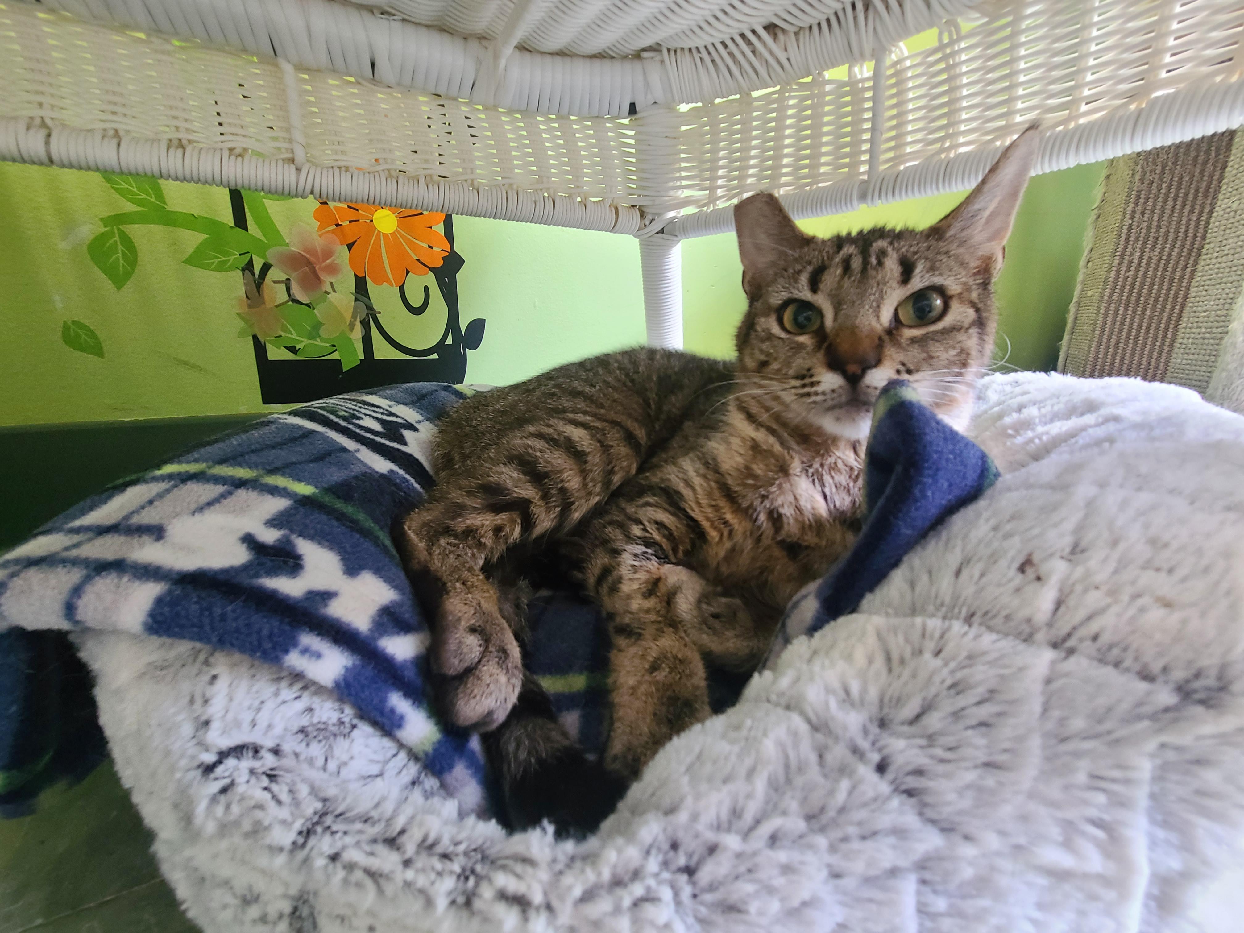 Enlarge Maisie, a ADOPTABLE Domestic Short Hair in Kirkland, WA image 2/2