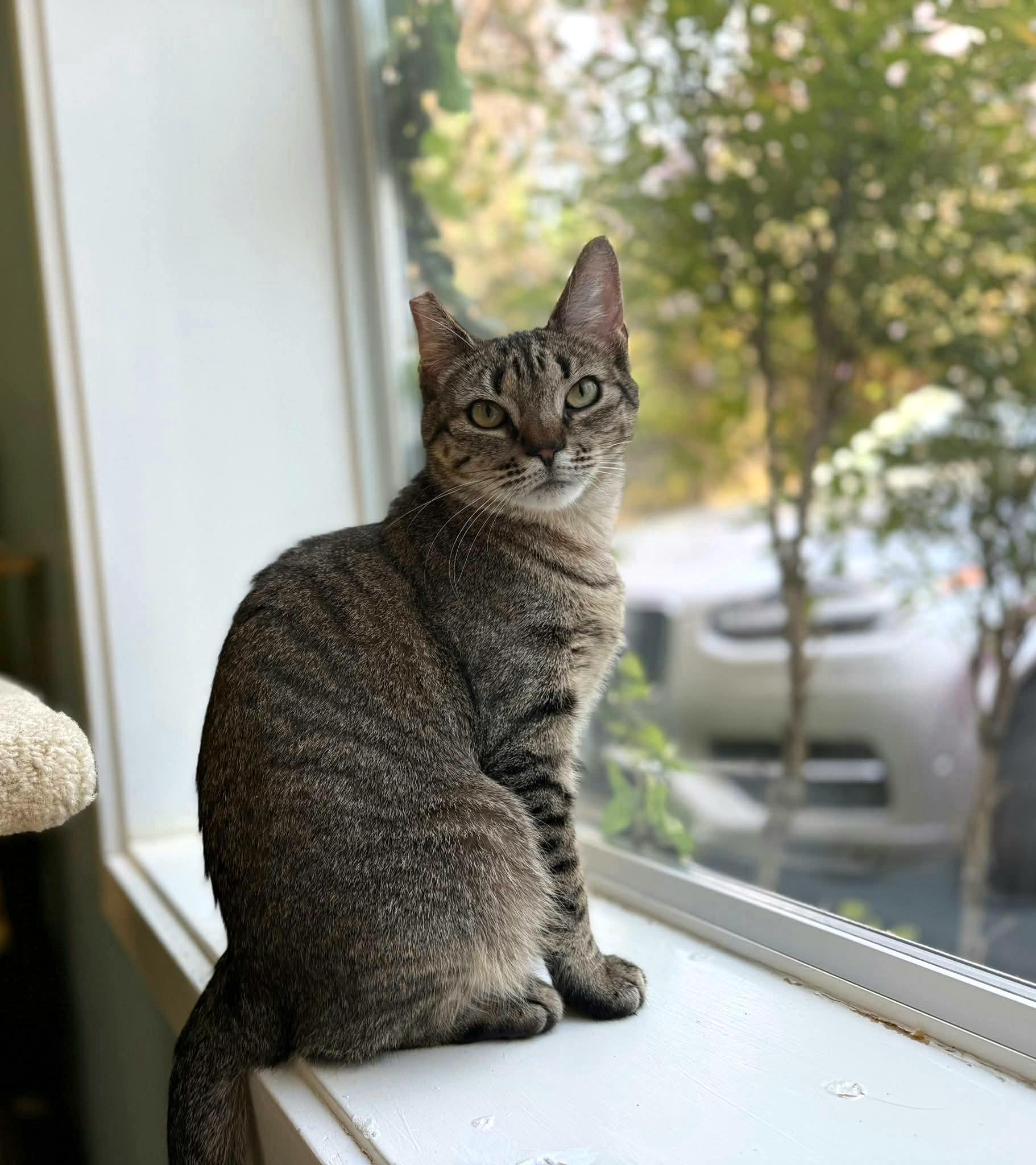 Maisie, ADOPTABLE, Adult Female Domestic Short Hair.