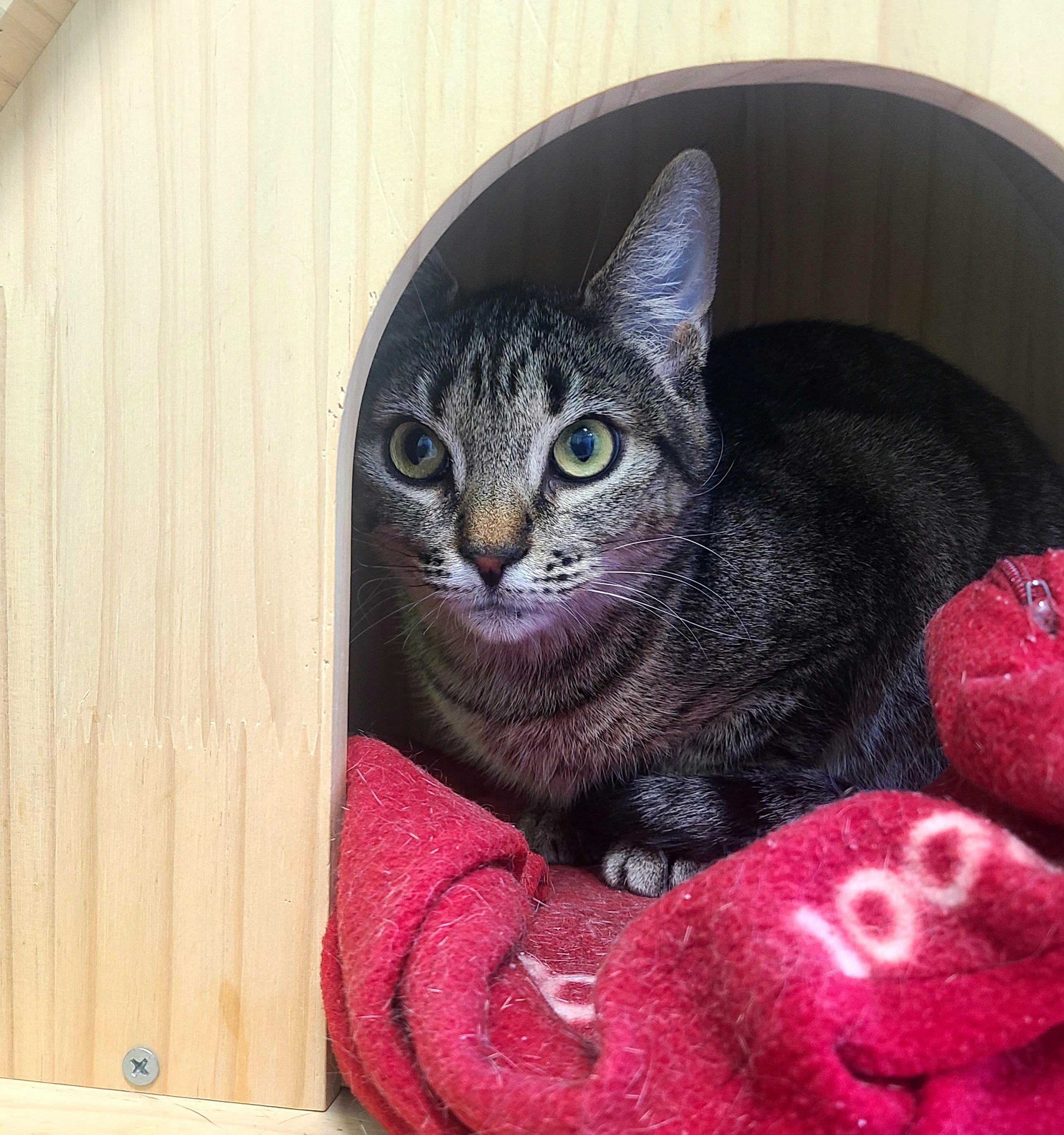 Enlarge Maisie, a ADOPTABLE Domestic Short Hair in Kirkland, WA image 3/5