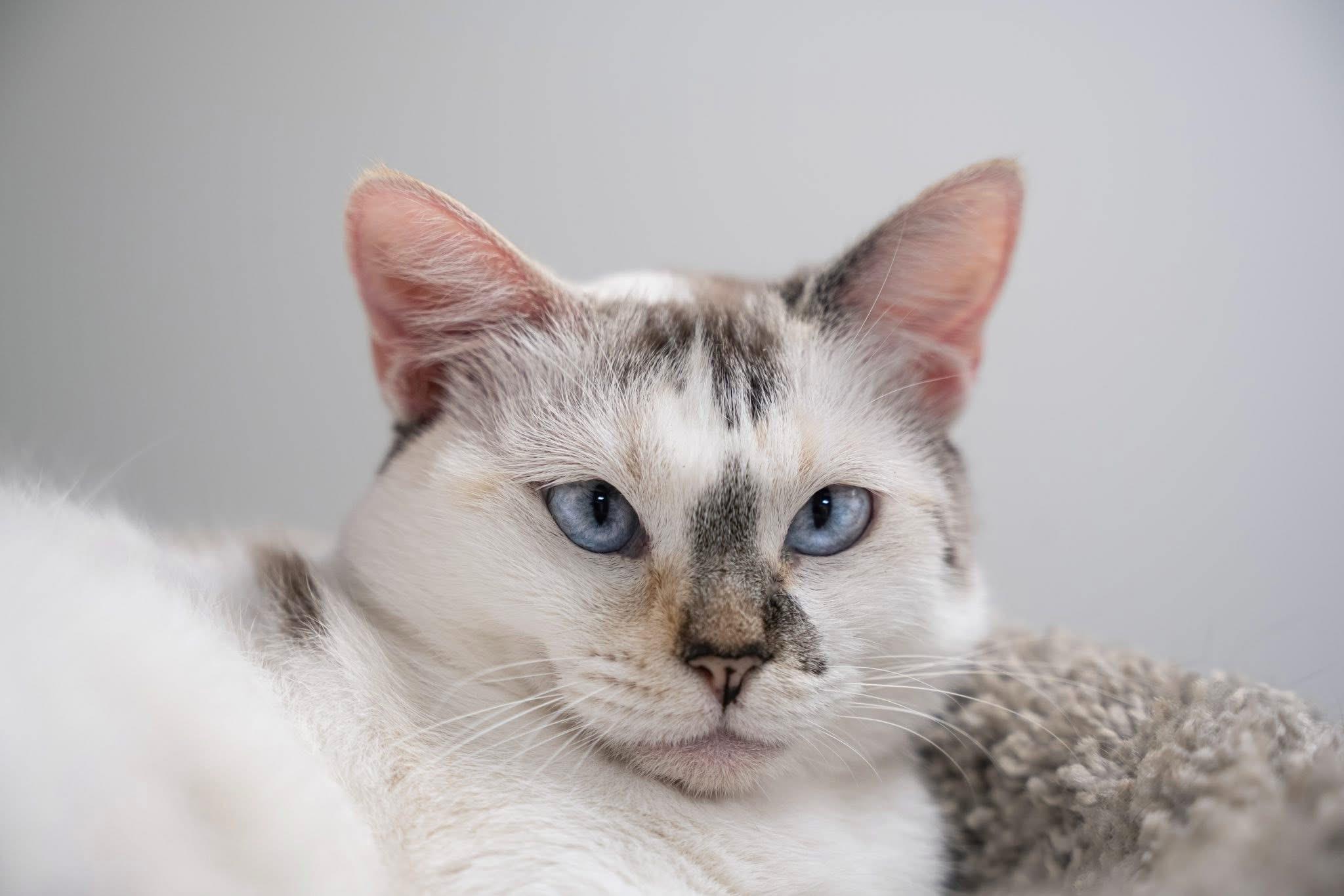 Marlene, Adopted, Adult Female Siamese.
