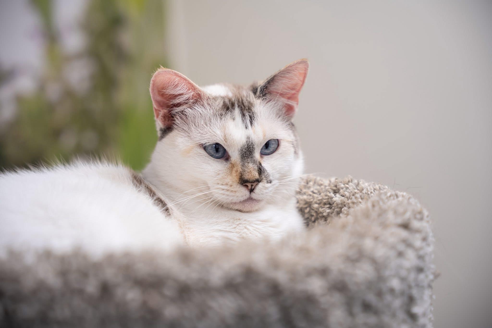 Enlarge Marlene, a Adopted Siamese in Dalton, GA image 2/2