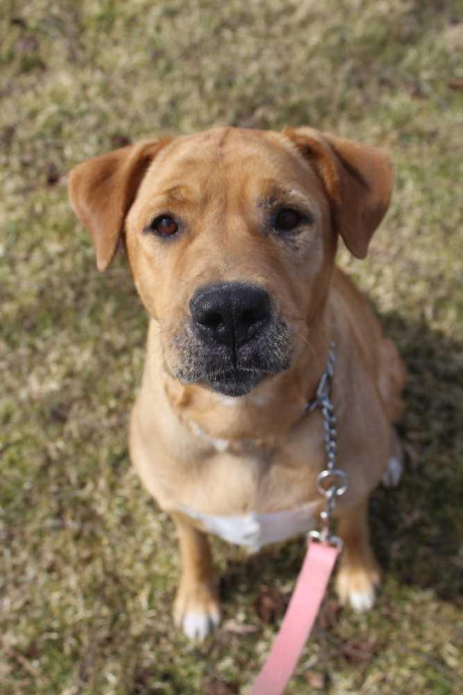 Enlarge Savannah, a Adopted mixed breed in Dallas, PA image 1/1