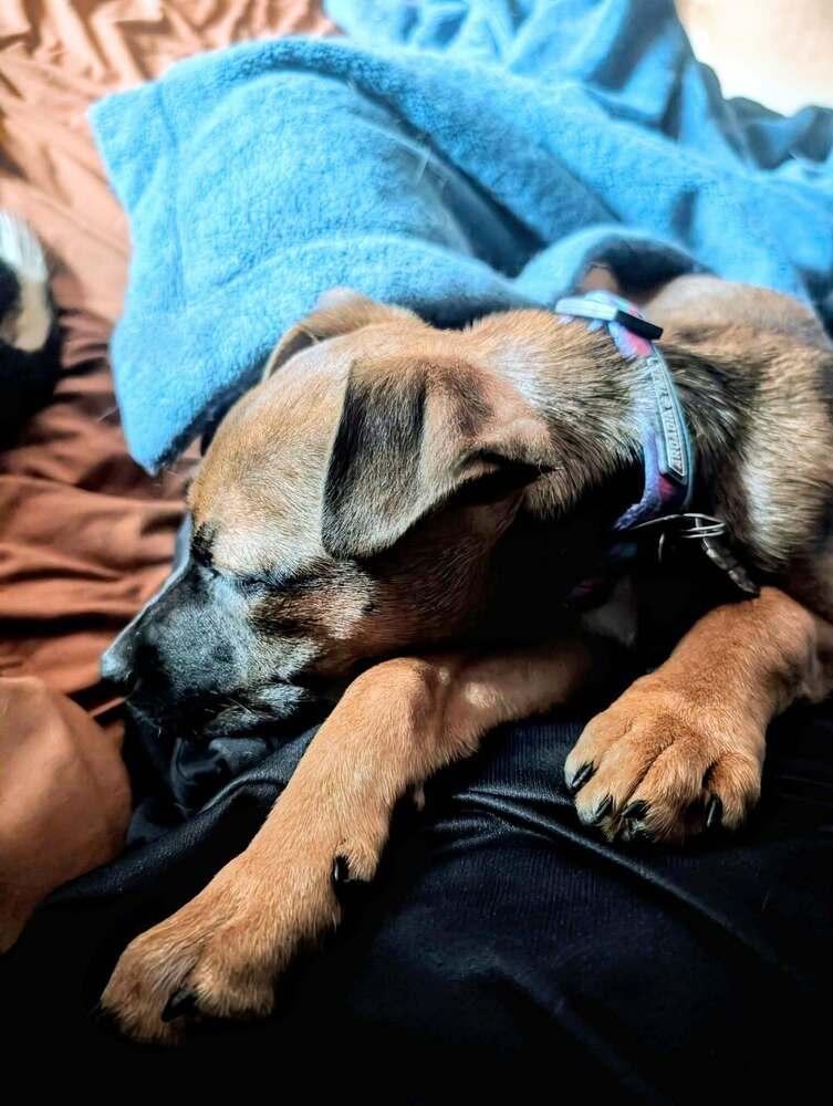 Olive, Adoptable, Puppy Female Shepherd.