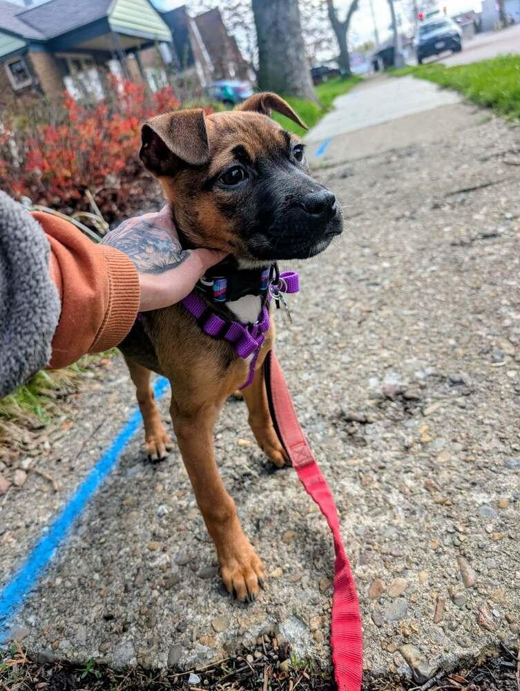 Enlarge Olive, a Adoptable mixed breed in Amherst, NY image 2/6