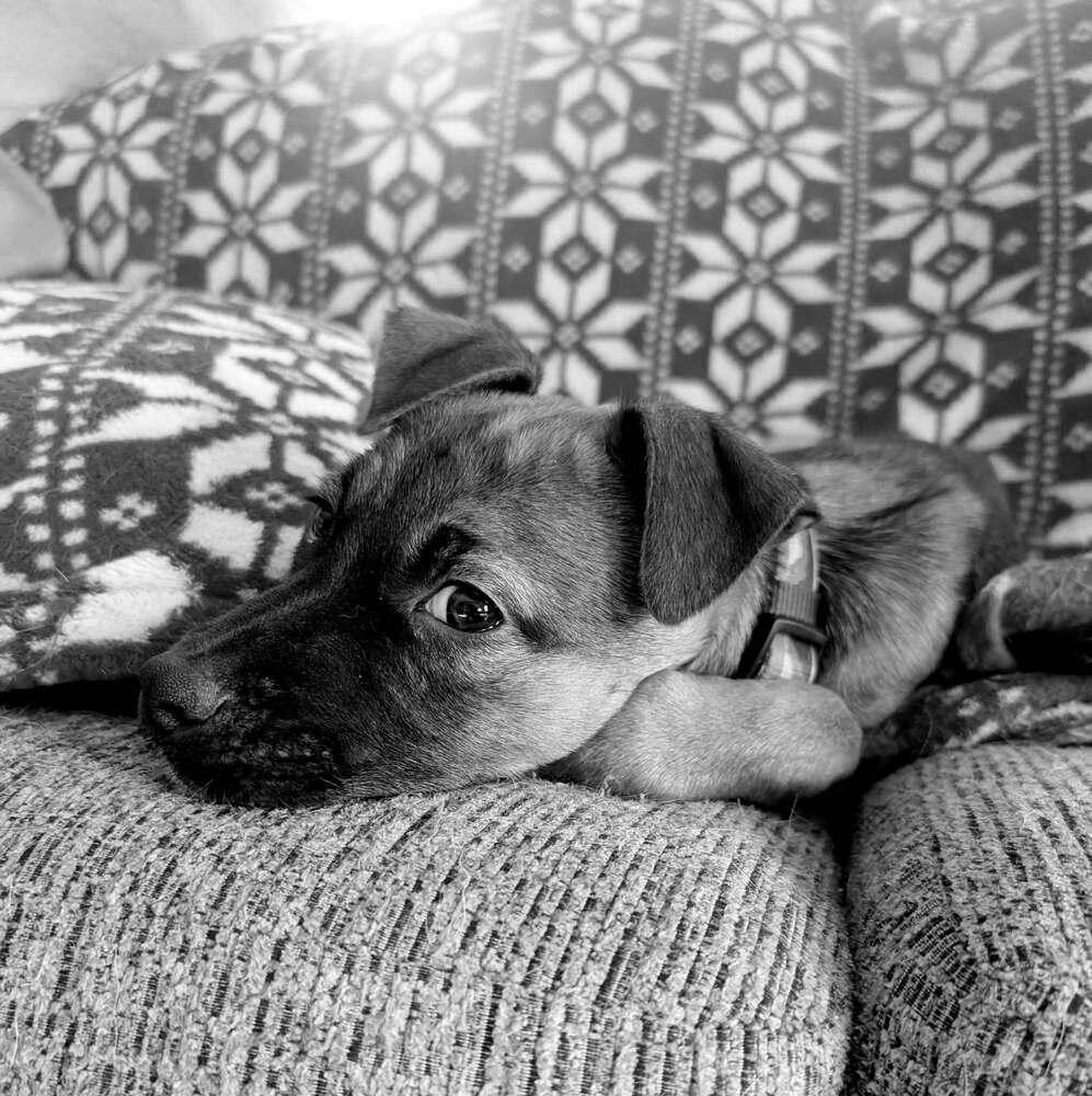 Enlarge Olive, a Adoptable mixed breed in Amherst, NY image 3/6