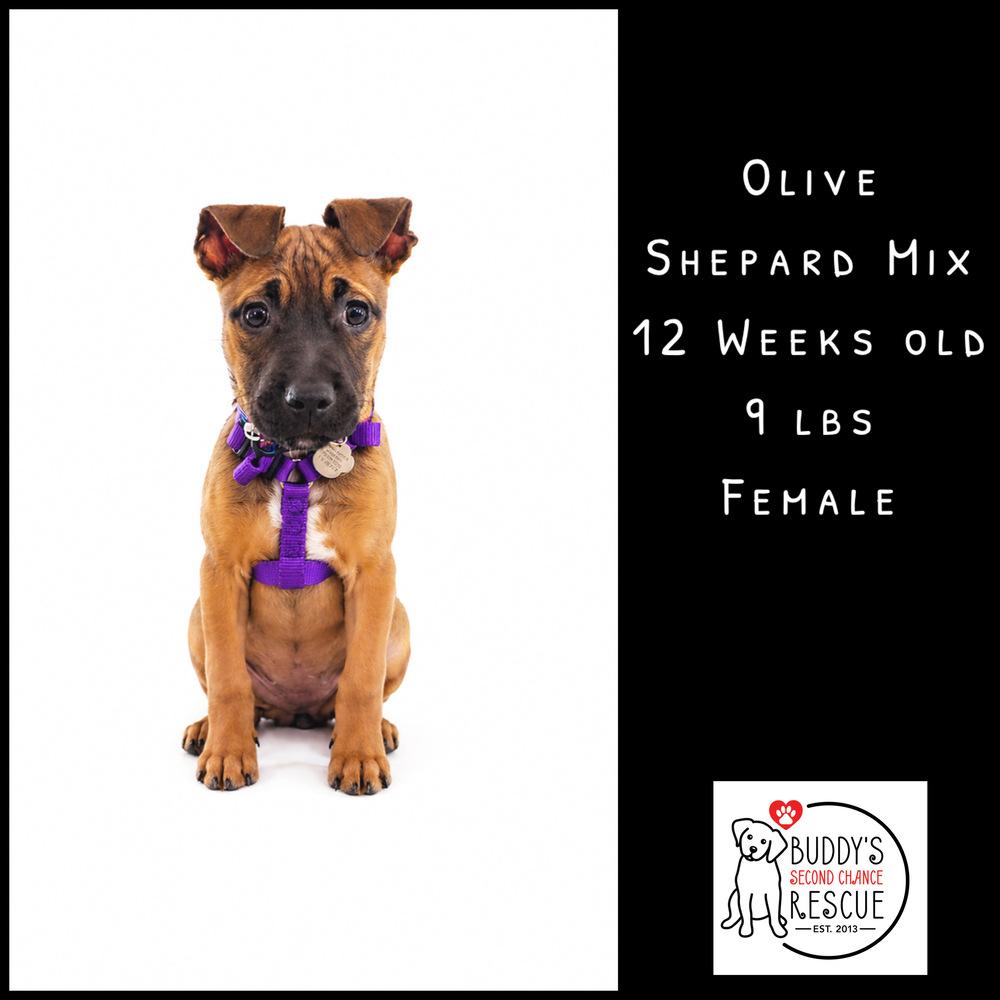 Enlarge Olive, a Adoptable mixed breed in Amherst, NY image 4/6