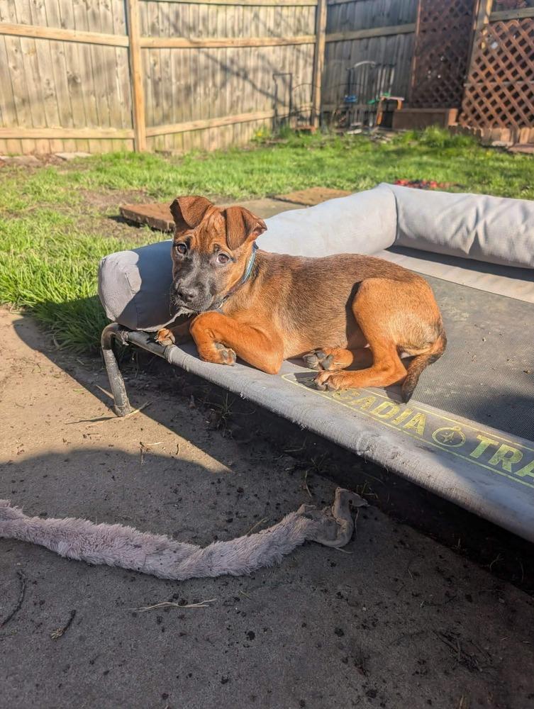 Enlarge Olive, a Adoptable mixed breed in Amherst, NY image 5/6