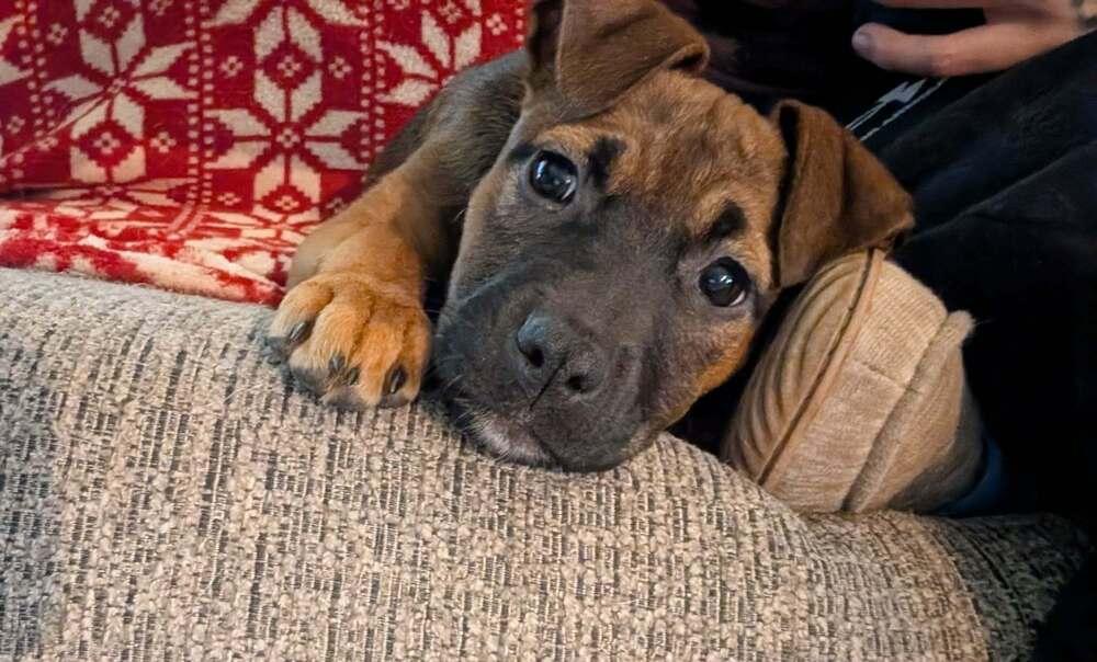 Enlarge Olive, a Adoptable mixed breed in Amherst, NY image 6/6