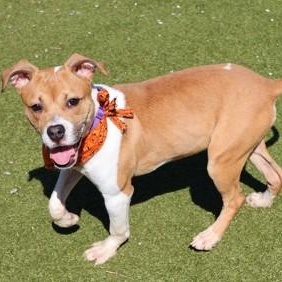 Sadie, adoptable, Puppy Female American Staffordshire Terrier.