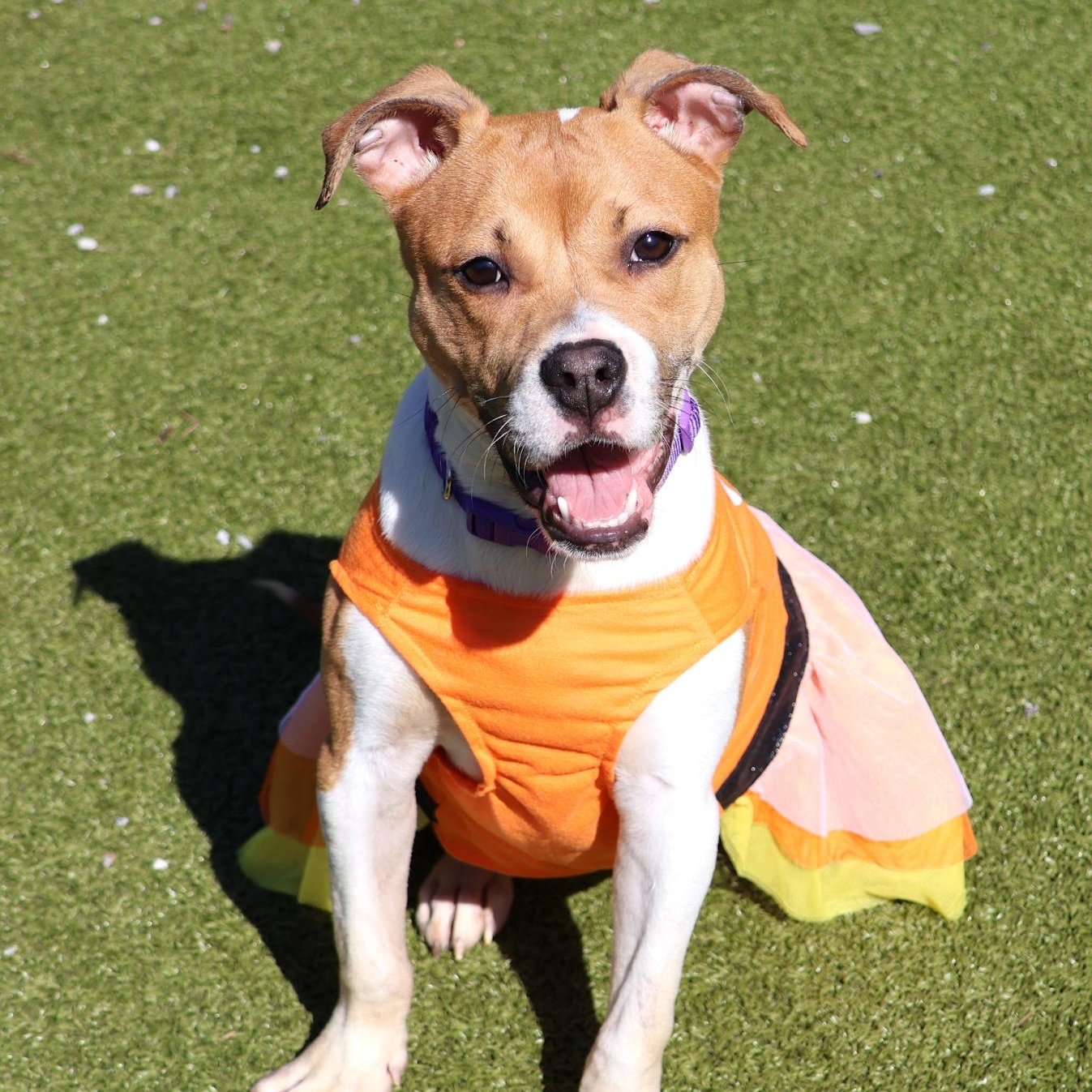 Enlarge Sadie, an adoptable mixed breed in Danbury, CT image 2/4