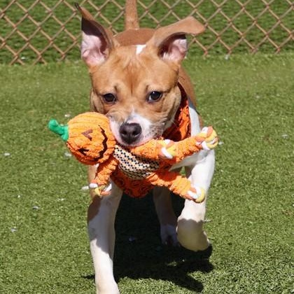 Enlarge Sadie, an adoptable mixed breed in Danbury, CT image 3/4